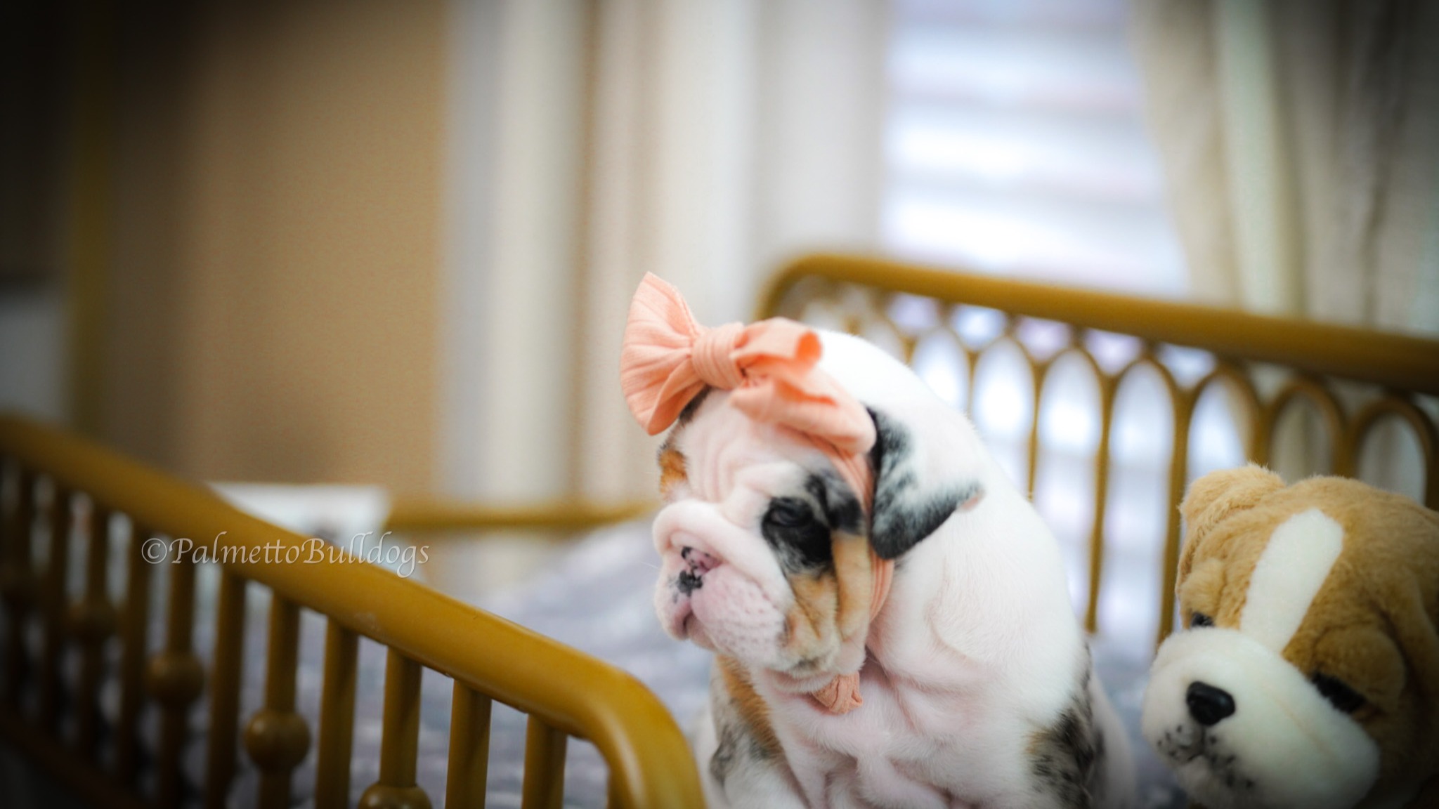 "Valentina" Was not named because Valentines Day is just around the corner. Why? More Details In next Post... #valentinatereshkova #Palmettobulldogs #bulldogsarethebest #englishbulldog #outerspace #valentines