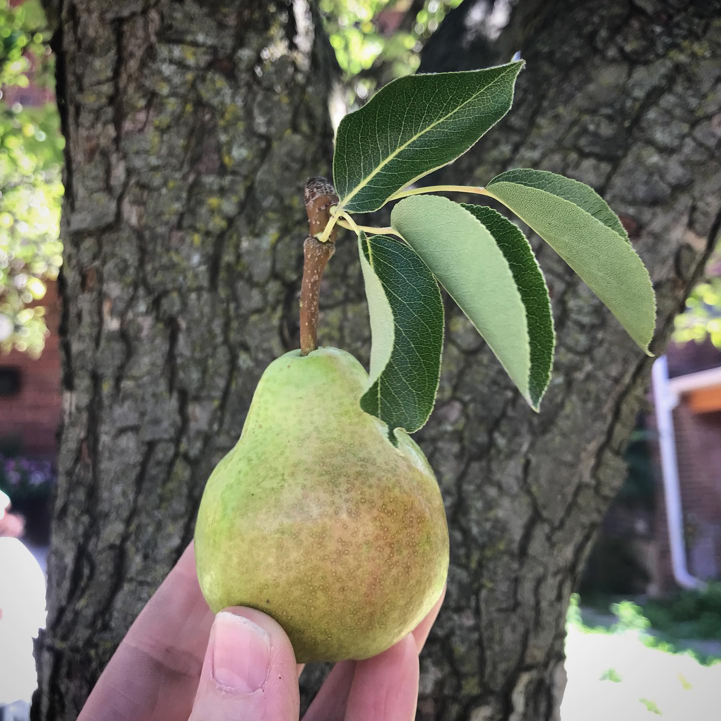 Thankful to have access to local fresh fruit as I join in the gleaning adventures of @nfftt