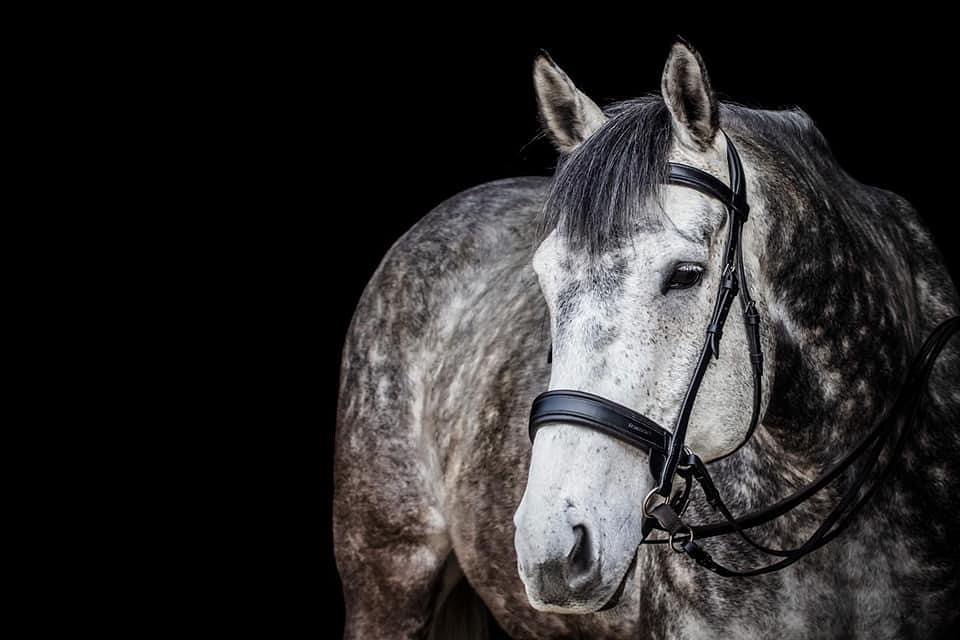 Thank you Shaa for sharing a fantastic black background picture with us😍
#transcendbitlessbridle #doublebitlessbridle #simplesidecue #bitless #freedom #connection #superiorquality #englishleather #equine #horse #pony #bespoke #naturalhorsemanship #equestrian #baroque #horseaddict #equality #tack #biothane #photography #glowup #natural #horsesofinstagram #showjumping #dressage