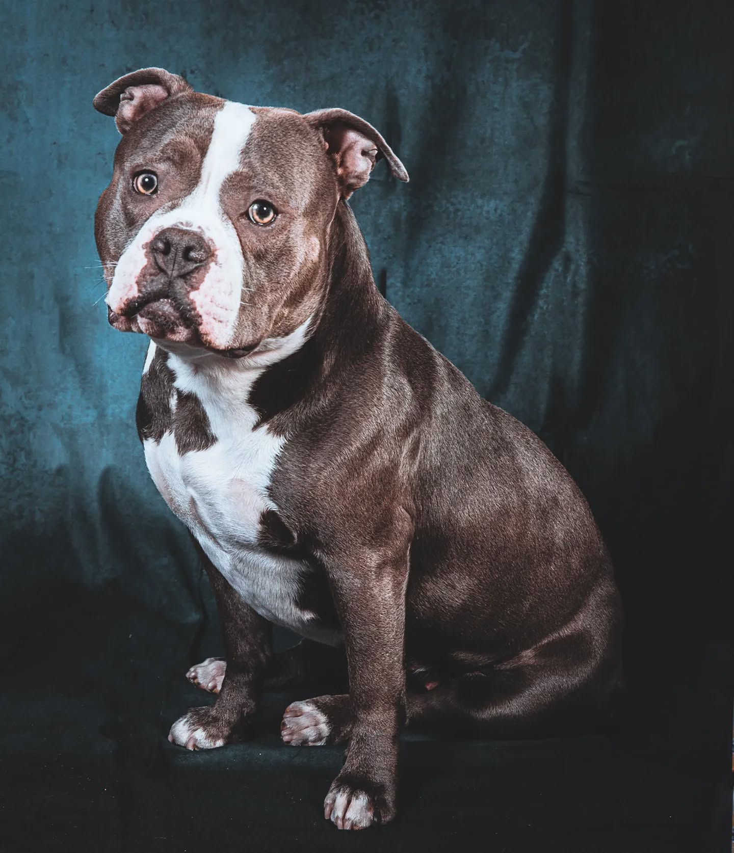 Recent doggy portrait session. This one is an American Pocket Bully. It had a lively friend too, and between them kept playing. This was a brief moment she looked at the camera and not the snacks!
.
.
.
.
.
#americanpocketbully #dogphotography #photography #petphotography #pets #canine #dogbreeds #dogowner #doginstagram #dogsofinstagram #homeshoot #dogportrait #petstagram #pawpatrol #pawstagram