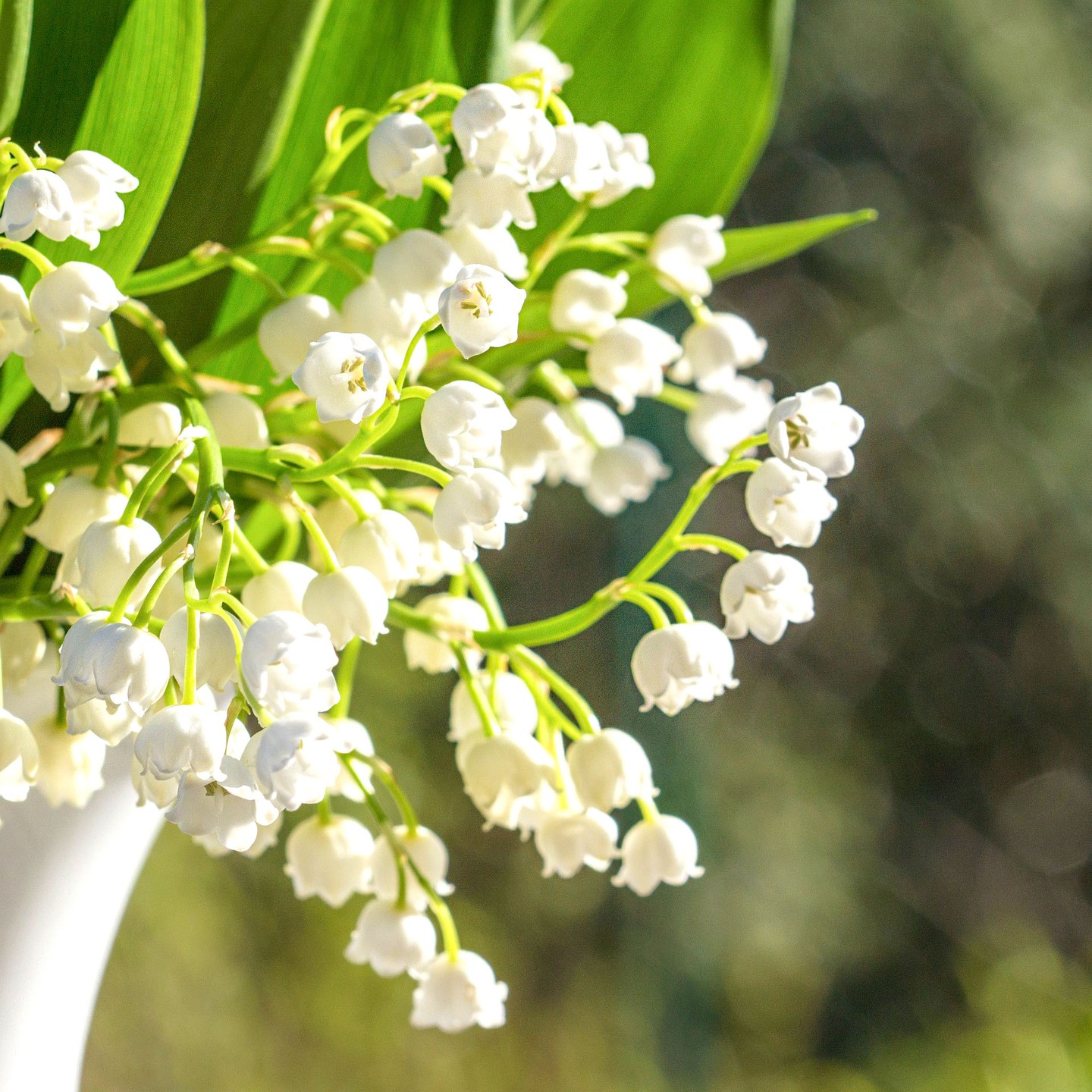 La Seule véritable voie est celle de la Lumière & La Pureté d'âme. Vivez au rythme de la Nature 🌿 Sa générosité est une source d'inspiration infinie 💚
The Only true path is that of Light & Purity of soul. Live to Nature's rhythm 🌿 Her generosity is an infinite source of inspiration 💚
#muguet #lilyofthevalley #fetedutravail #workcelebration #nature #naturelovers #cosmetiquenaturelle #greencosmetic #naturalskincare #naturelife #naturelifestyle #soindepeaunaturel #france #terroirfrançais #madeinfrance #prendresoindesoi #loveyourself #takecareofyourself #santenaturelle #viesaine #healthy #lovenature #lovenaturesbeauty #healthylifestyle #naturare #naturarefr #naturarebio #lovenaturare