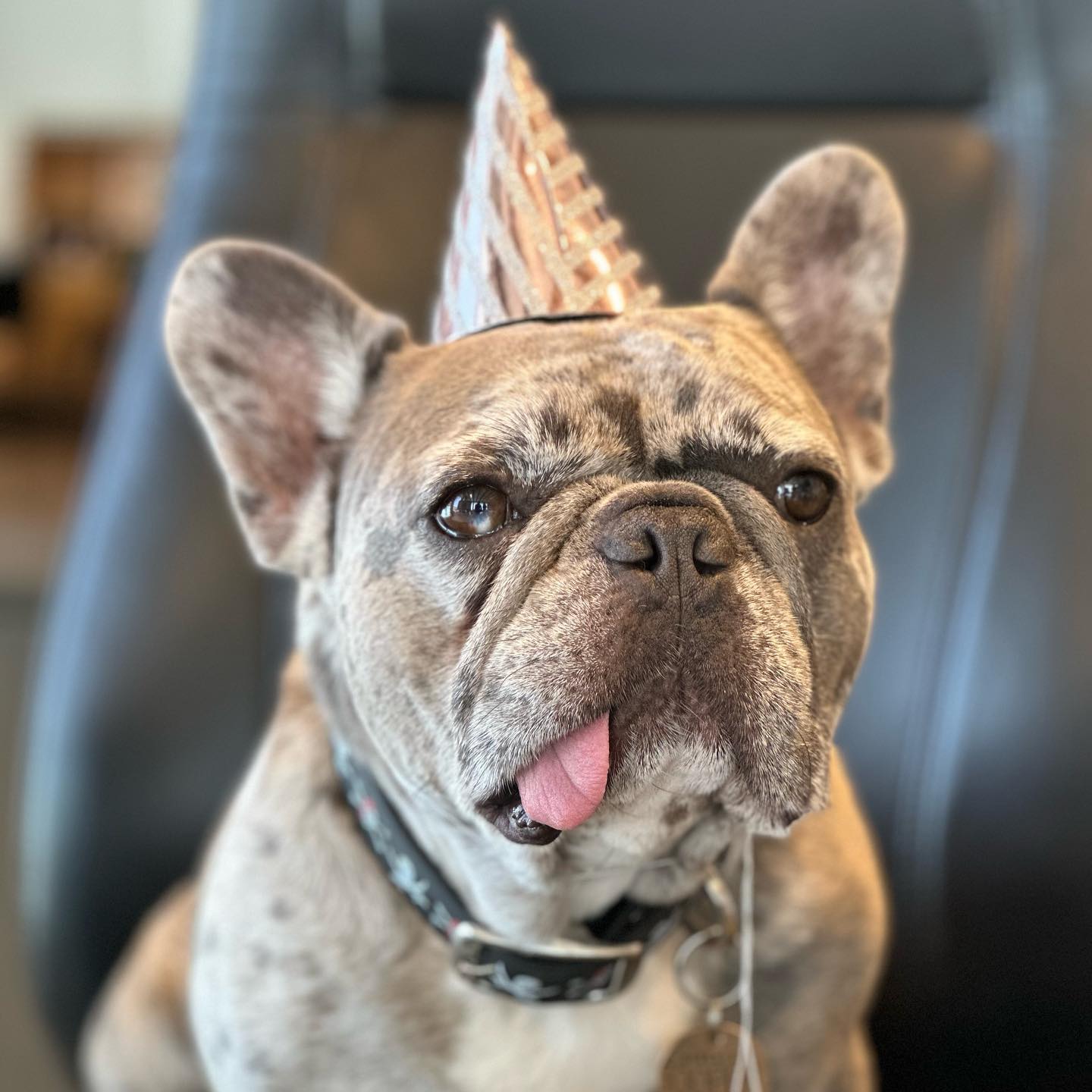 Happy 5th Birthday to our Chief Toy Defluffer, Cooper! š„³