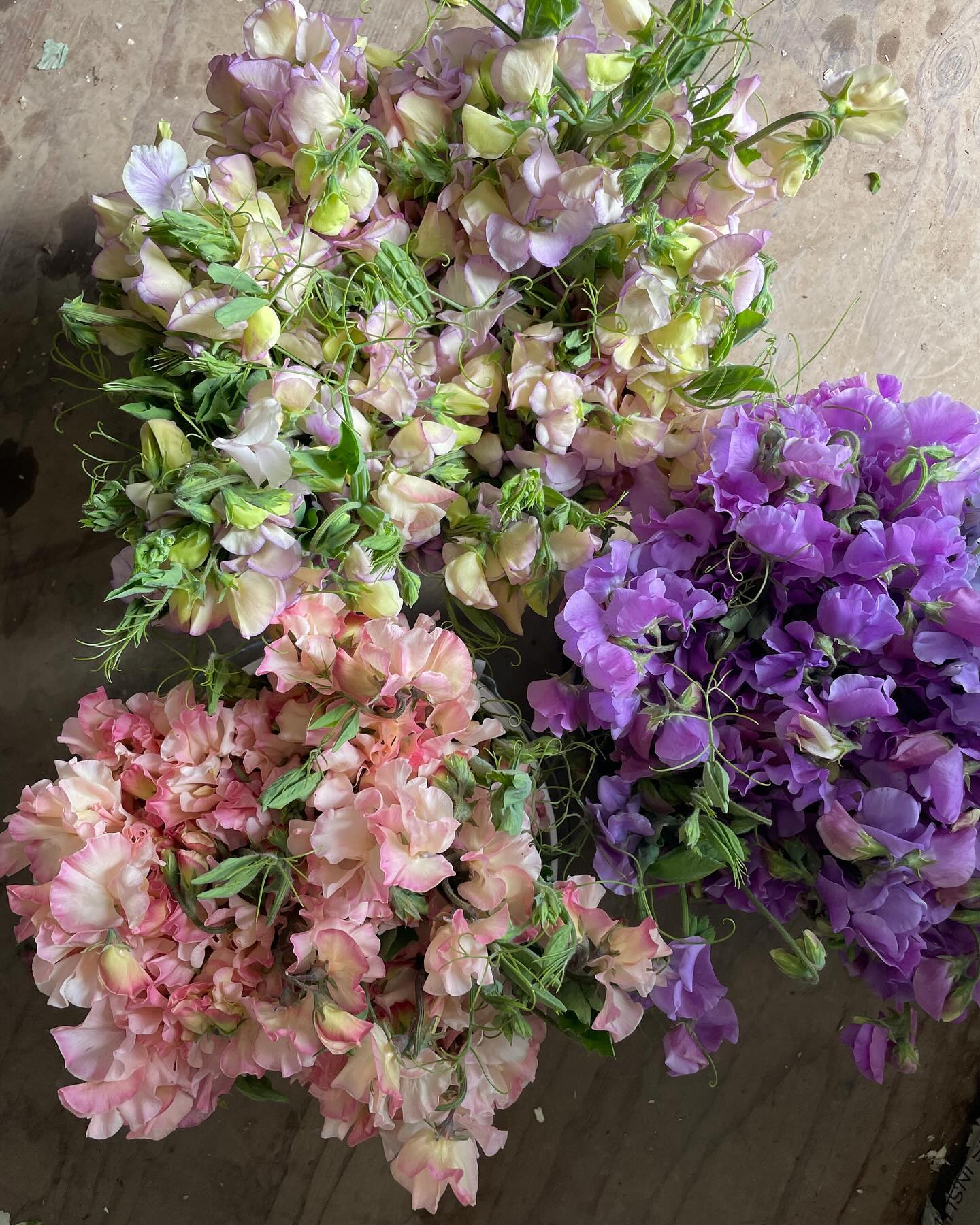 May is a funny shoulder season for us, post-spring but pre-summer. It’s challenging for us to overwinter flowers that would bloom during this time, as we don’t have much ground to spare in fall, our one hoop house is precious real estate, and only a couple fields stay dry enough through the winter. Ranunculus is a big spring crop for us that earns its keep in the prime real estate. We’ve been planning some creative ways that we can close the gap in 2025 (or lessen it, anyways) and feeling excited about this time next year! It’s fun to get better and better at a thing over time, ain’t it!? Thanks to our floriferous sweet pea crop for holding us over until we start cutting the first summer crops in two weeks (!)