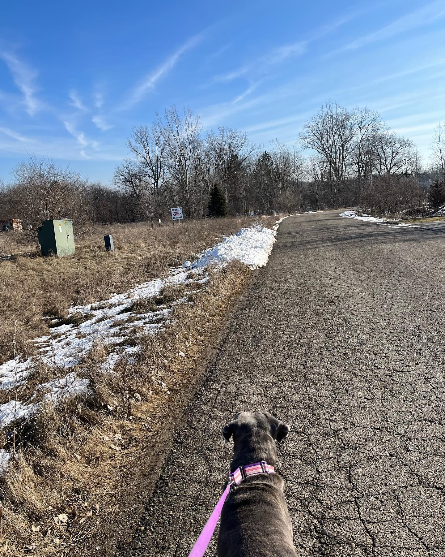 Bella visited the office today. She helped count inventory, packaged some poles, made some calls and took a stroll through the industrial park. She even met the mailman who shared some cheese with her.