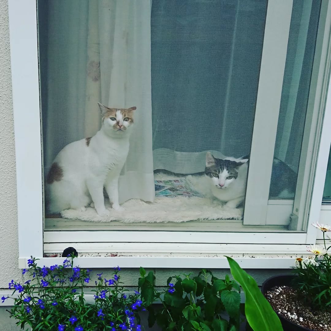 は~忙し、忙し。
猫の手も借りたいよ!
君たちの可愛さのお陰で元気でた。
猫の手は借りるもんだね🎵