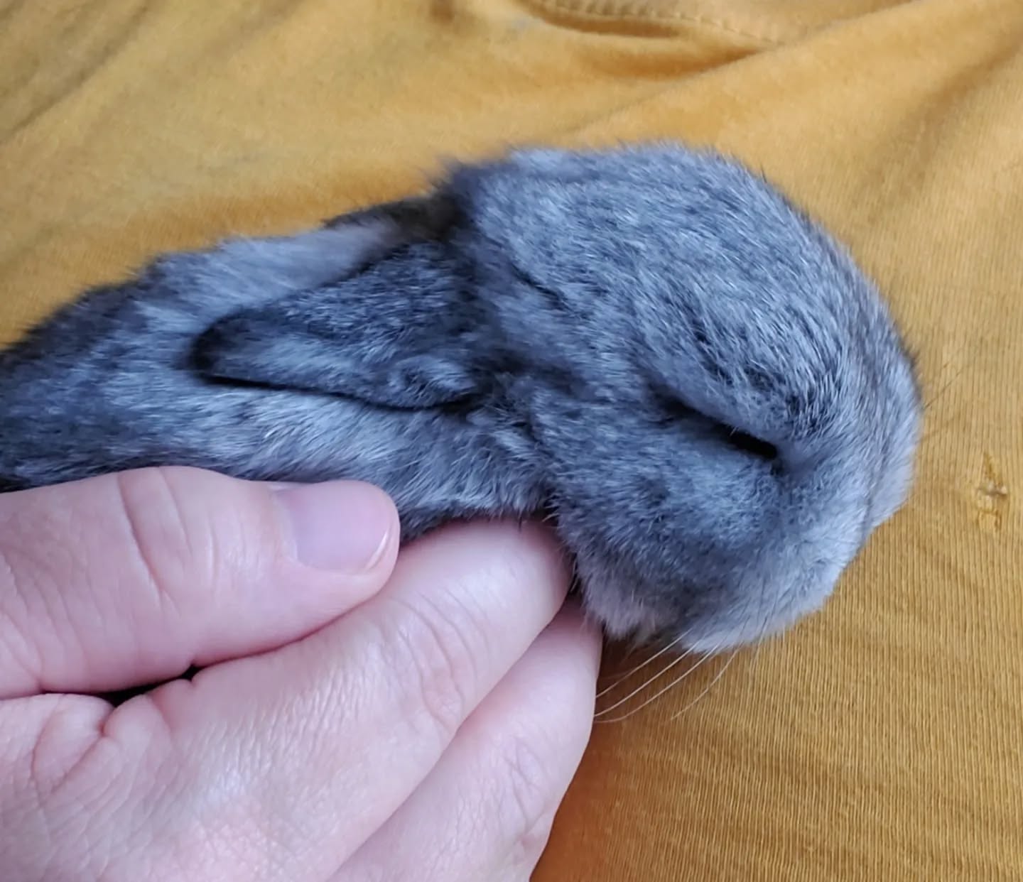 When one of the babies falls asleep while you are holding it. 😍
www.mysticmoonlightfarm.com
#mysticmoonlightrabbits #mysticmoonlightfarm #rabbitlitter #rabbitbreeder #rabbits #rabbitsofinstagram #babybunnies #babybunniesofinstagram #bunniesofinstagram #bunnies #bunnylife #rabbitlove #hollandlop #hollandloprabbit #hollandlopbunny #hollandlopbabies