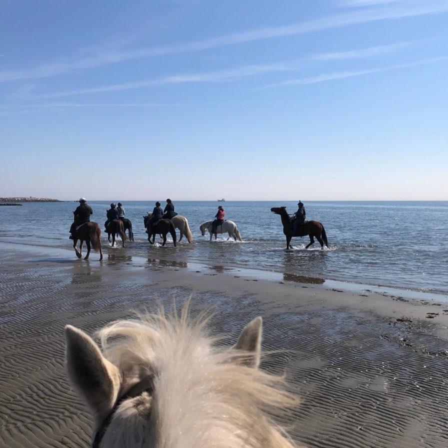 🚨Our first event of 2023🚨
Beach Ride at Penfield Beach: 1/27 at 10:00 AM.
Meet at 323 Fairfield Beach Rd in Fairfield.
Use the parking lot across from the beach.
We are riding out promptly at 10 AM
to catch the low tide so plan to arrive accordingly. Ride the beach and sandbars for a unique experience.
If you are a newbie at beach riding, this is a good opportunity to come because there will be experienced riders and horses to show you the ropes.
Bring a snack to enjoy afterwards. This event is EXCLUSIVELY for NBLA members.
Please RSVP to newtownhorses@gmail.com and we look forward to kicking off 2023 with you all!