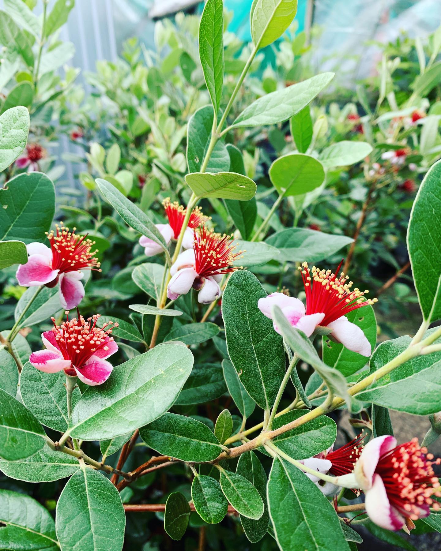 Unique Feijoas - weekend special! These self fertile feijoas make an excellent draught and wind tolerant hedge with the bonus of delicious fruit!
Come see us this Saturday 10-4