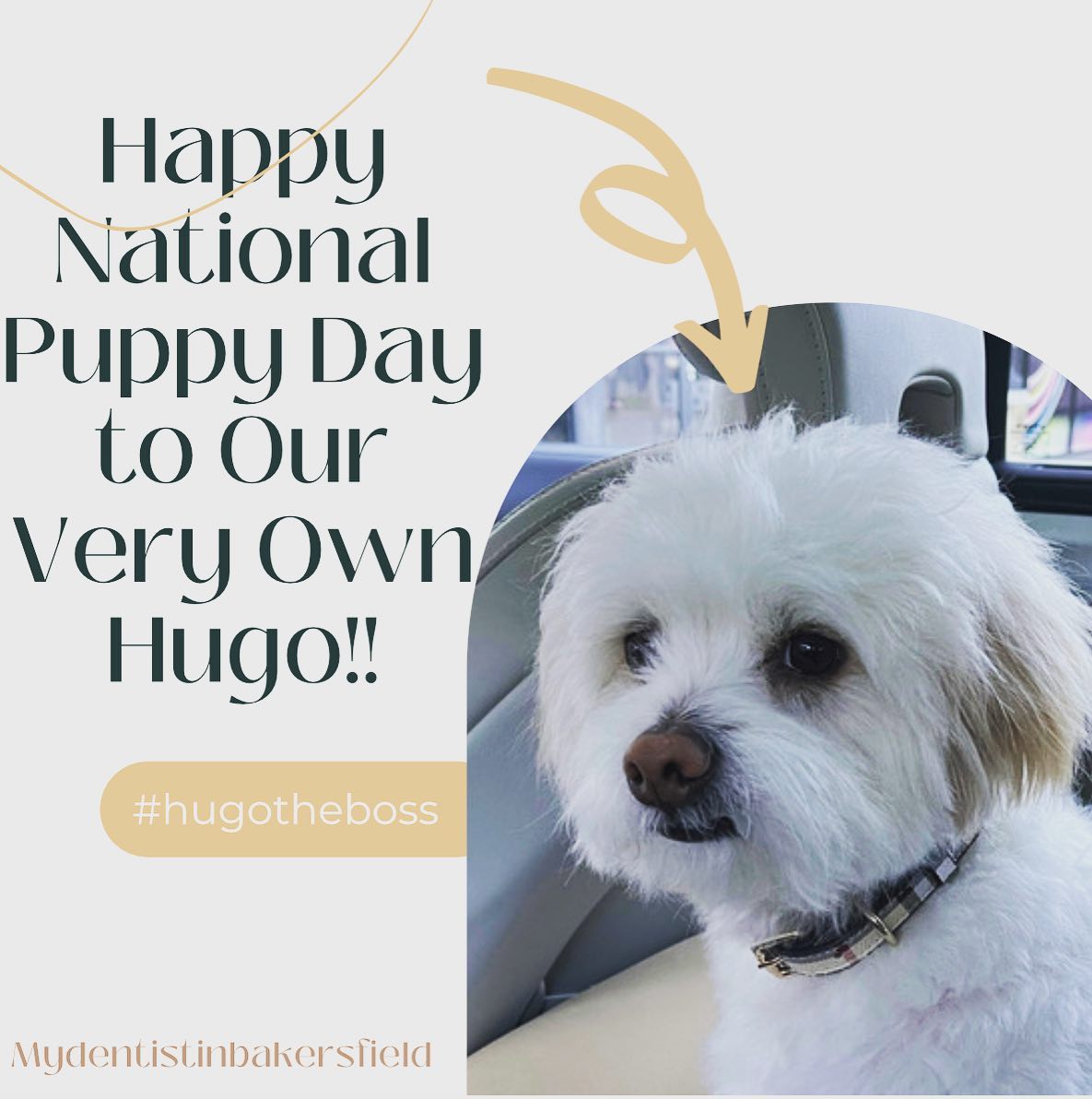 Happy National Puppy 🐶 Day to Our Very Own Therapy Dog … Hugo! #hugotheboss