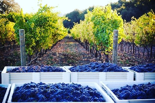 Wine, spirits, and all sorts of entertainment…compliments of Drew and Jeff of ONX Wines. This crew is one of a kind, and crafts one of a kind wines to match. Patrick and George are, “not so secret” admirers of this Tin City staple. Grab a glass and tune in, baby! @onxwines @nenowfamilywines @el_jefe_kabong @drew_nenow #wine #winetasting #winelover #tasty #podcast #podcastersofinstagram #podcastlife #winecast #winepodcast #pasowine #pasorobles #travelpaso #onxwines #tincity #tincitypaso #slocal #slo #california #californalove #biennacido #pinotnoir #grapes #pasowine #slocounty #slowine #westside #californiawine #winecountry @travelpaso @pasowine