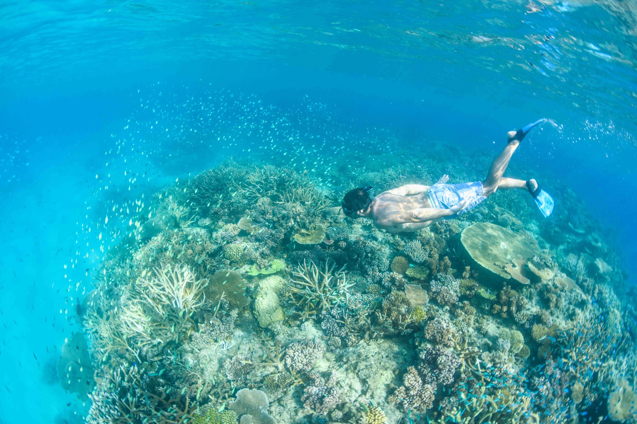 Turquoise deliciousness !
Snorkelling at Savusavu's world famous Namena Reserve is spectacular
#fijiislands @tourismfiji @tourismfiji.jp #savusavu
