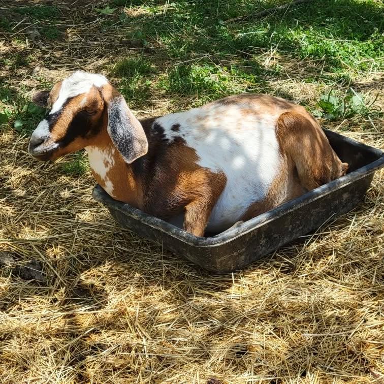 Hopscotch chilling in the feed bin. I'm shocked he still fits!
www.mysticmoonlightfarm.com
#mysticmoonlightfarm #farmlife #farmanimals #livestock #goats #goatsofinstagram #mininubiangoats #funnygoats #goatlife #goatlover #countrylife #mininubian