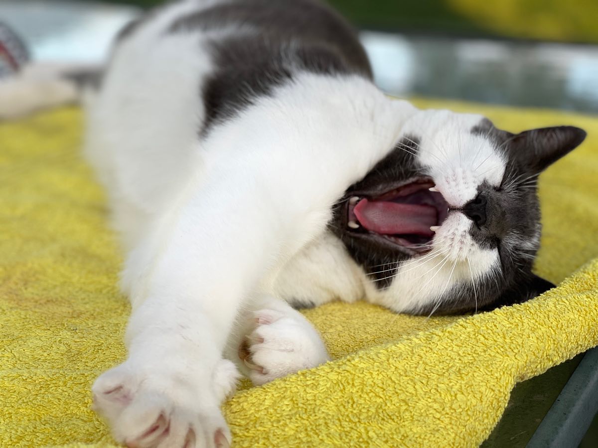 Oh #walter it’s a tough life, buddy!
#mrdarcyscats #catsofinstagram #farmcat