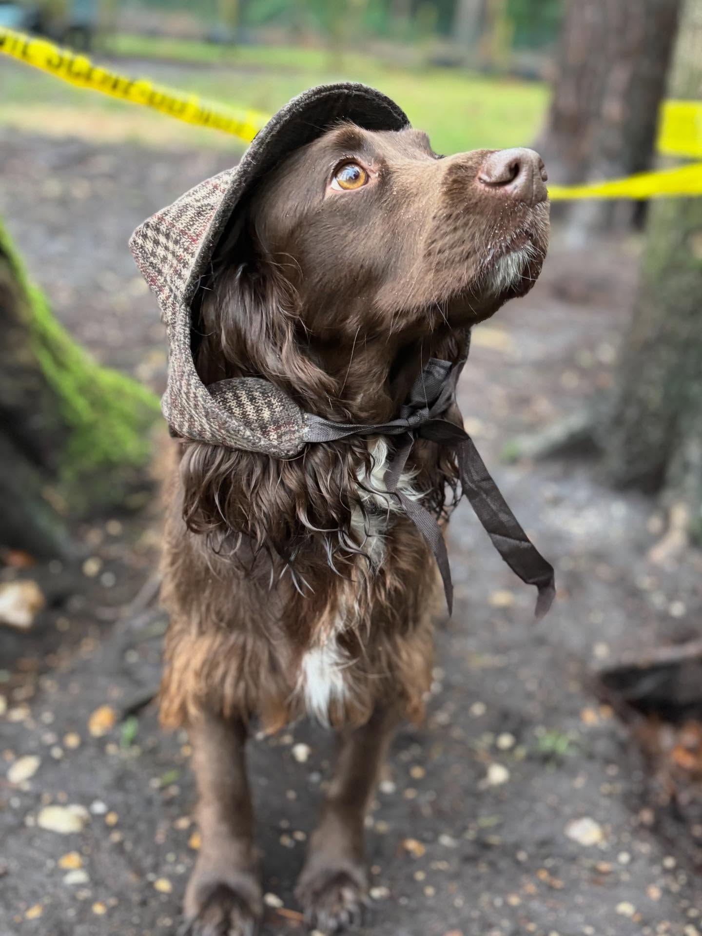Detective Dogs on the case 🕵️♂️
From sniffing out clues to investigating the scene, our dogs have loved taking part in enrichment that keeps minds engaged and noses working overtime 🐶🐾