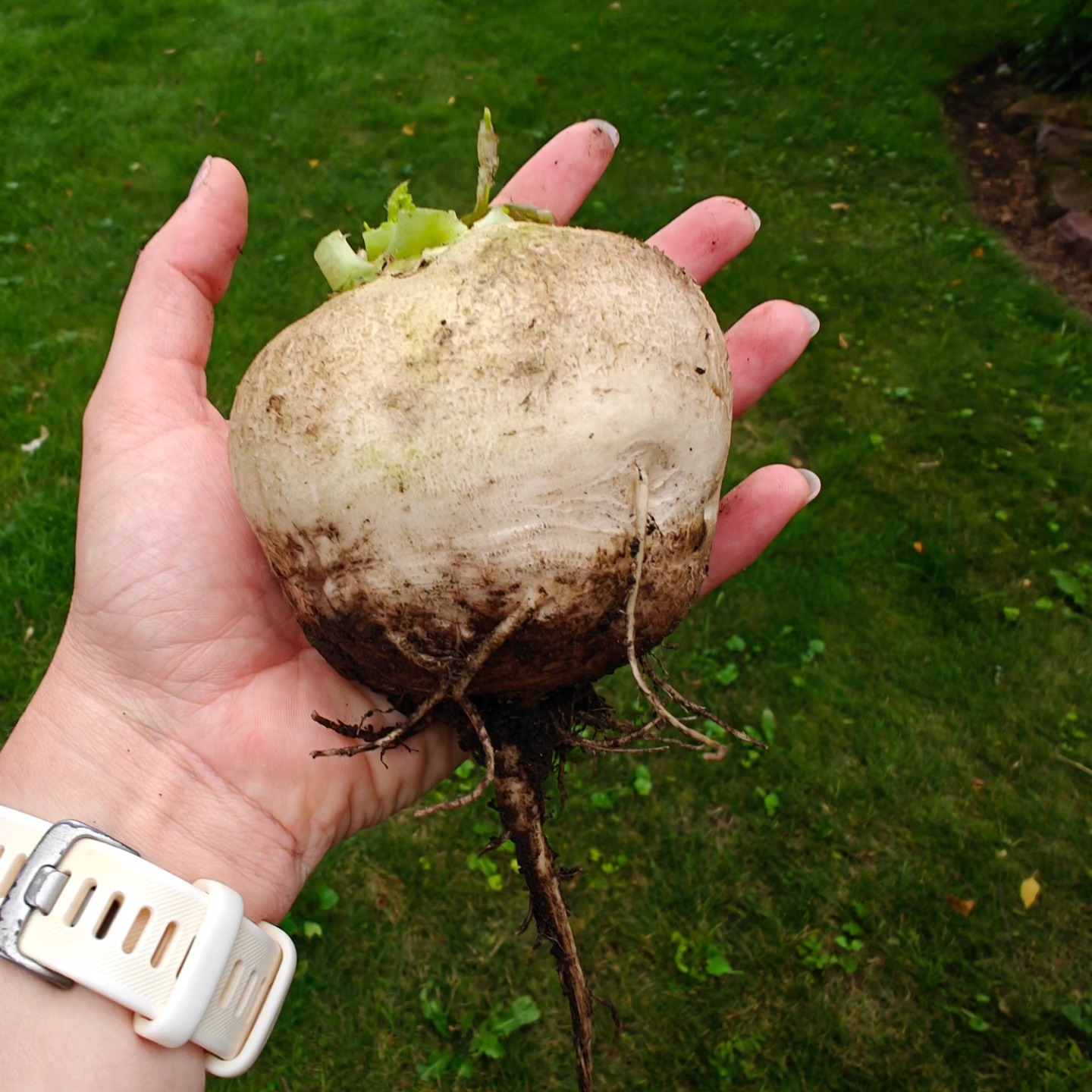 We were so busy with strawberry season that I forgot to pick my radishes ๐ซ look at this whopper!!! Share your fun/amazing garden harvests in the comments....we love a good garden freek ๐