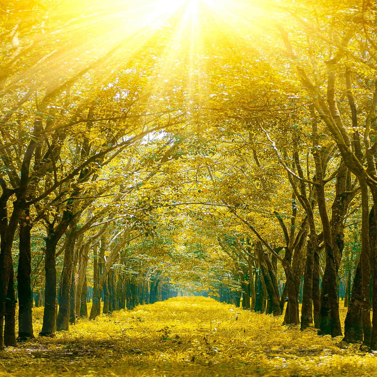 Magnifique article de Puzzle pour un Bel hommage à Naturare : Le summum de la beauté naturelle & de la sagesse ancestrale 💖
La prose est si bien écrite qu'elle nous a émue, bravo l'artiste vous avez l'âme d'un poète !
Nous marchons peu à peu vers un âge d'or Merveilleux, chaque petits gestes comptent pour bâtir ensemble harmonieusement Notre Nouveau Monde plus Sain et Respectueux ✨
Cela commence par de Belles rencontres & une entraide !
Nous vous en dirons un peu plus sur notre Nouveau Partenariat ! Nous ne pouvions attendre, retrouver l'article sur naturare.fr avec tous les liens.
Wonderfull article by Puzzle for a Beautiful tribute to Naturare: The epitome of natural beauty & ancestral wisdom 💖
The prose is so well written it moved us, bravo artist you have the soul of a poet!
We're marching little by little towards a Wonderful Golden Age, every little gesture counts to build together harmoniously Our New Healthier and Respectful World ✨
It starts with Beautiful encounters & mutual help!
We'll tell you a little more about our New Partnership! We couldn't wait, find the article on naturare.fr with all the links.
@puzzle_social
#partenariatnonrémunéré #cosmetiquenaturelle #beautéparfaite #soinbio #terroirfrançais #france #denmark #shopping #shoppingonline #santenaturelle #santehollistique #hollistic #soindepeau #naturalskincare #organicskincare #frenchbeauty #provence #landes #suddelafrance #southoffrance #beauty #naturalhealth #healthy #healthylifestyle #puzzlesocial #puzzlebeauty #naturare #naturarefr #naturarebio #naturarefrance