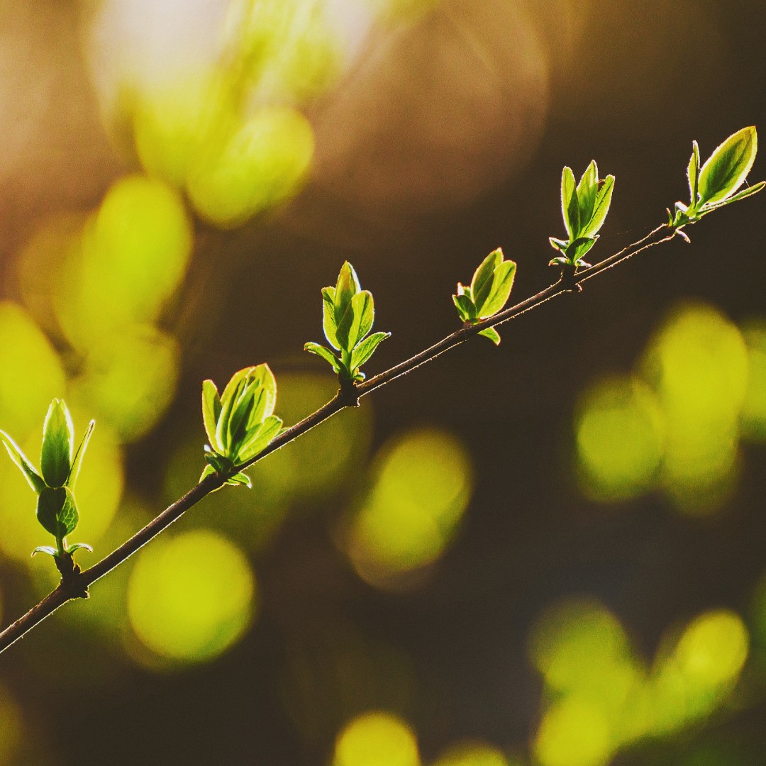 Très Beau Week-end 💚
Très Belle Année 😆
Le calendrier des Anciens était plus calqué sur la Nature aussi les fêtes coïncidaient harmonieusement avec Mère Nature. La nouvelle année notamment du calendrier Julien débutait avec le bourgeonnement & la Renaissance de la Nature 🌱
N'oubliez pas de faire vos Semis, il est encore temps 😍
Very Nice Weekend 💚
Very Beautiful Year 😆
The calendar of the ancients was more modeled on Nature also the holidays coincided harmoniously with Mother Nature. The new year notably of the Julian calendar started with the budding & rebirth of Nature 🌱
Don't forget to do your Sowing, there is still time 😍
#nature #merenature #gaïa #terroir #semis #bourgeon #slowlife #slowlifestyle #naturelovers #naturephotography #france #cosmeticnatural #cosmetiquenaturelle #cosmetiquebio #madeinfrance #localproduct #ecofriendly #naturare #naturarebio #prendsoindetoi #vieaunaturel #renaissance #beauty #beauté #soindepeaunaturel #naturalskincare