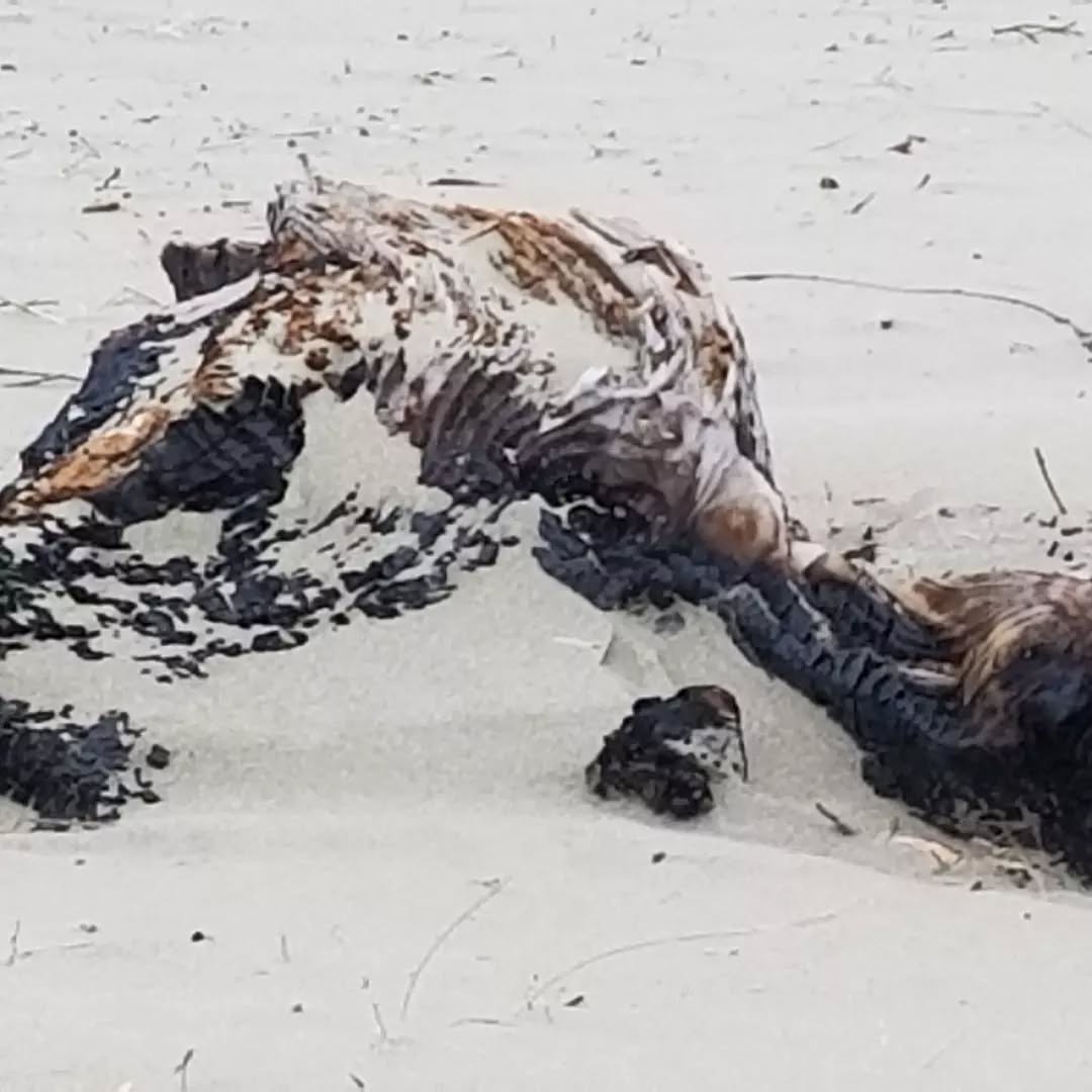 Saaaaaand. Sand. It's sand. And driftwood too.