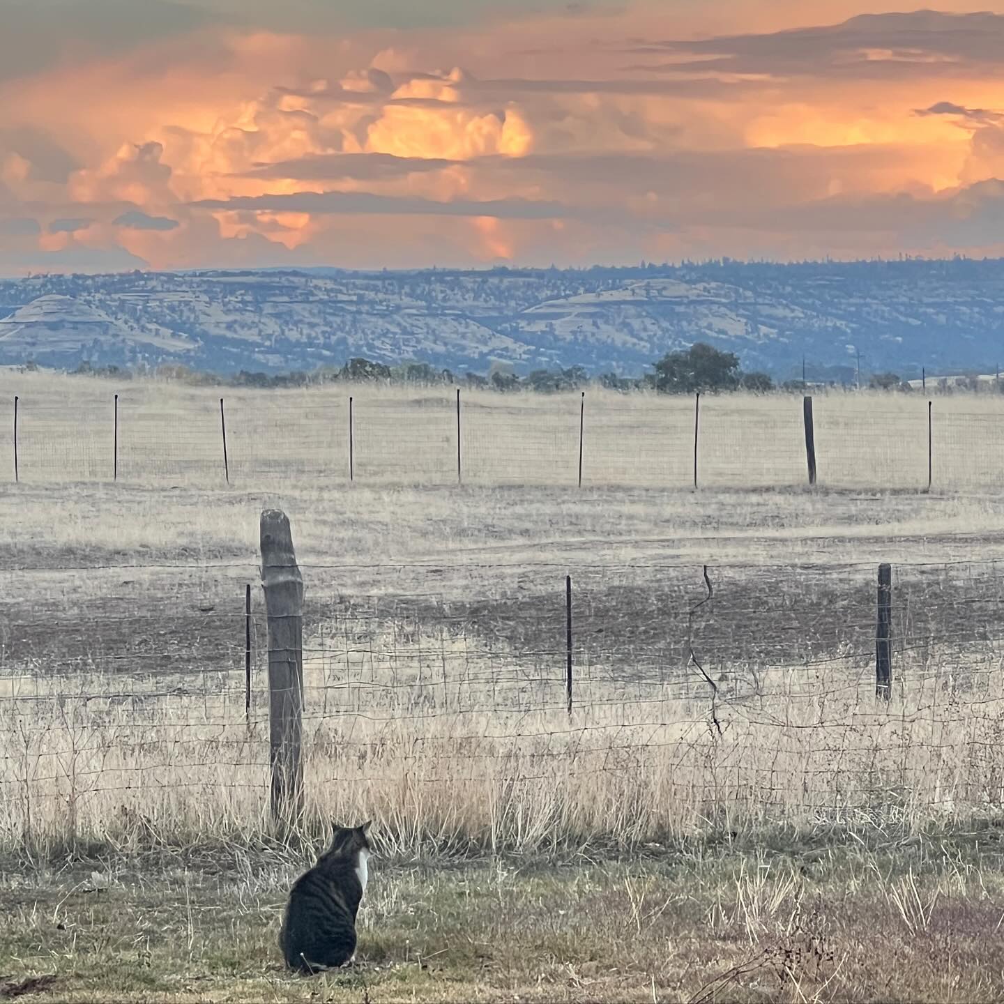 Theo just enjoying a lovely evening. He is one of our indoor outdoor cats, while we encourage indoor only, he doesn’t like that idea and uses humans as his personal door openers. #cliniccatsofinstagram