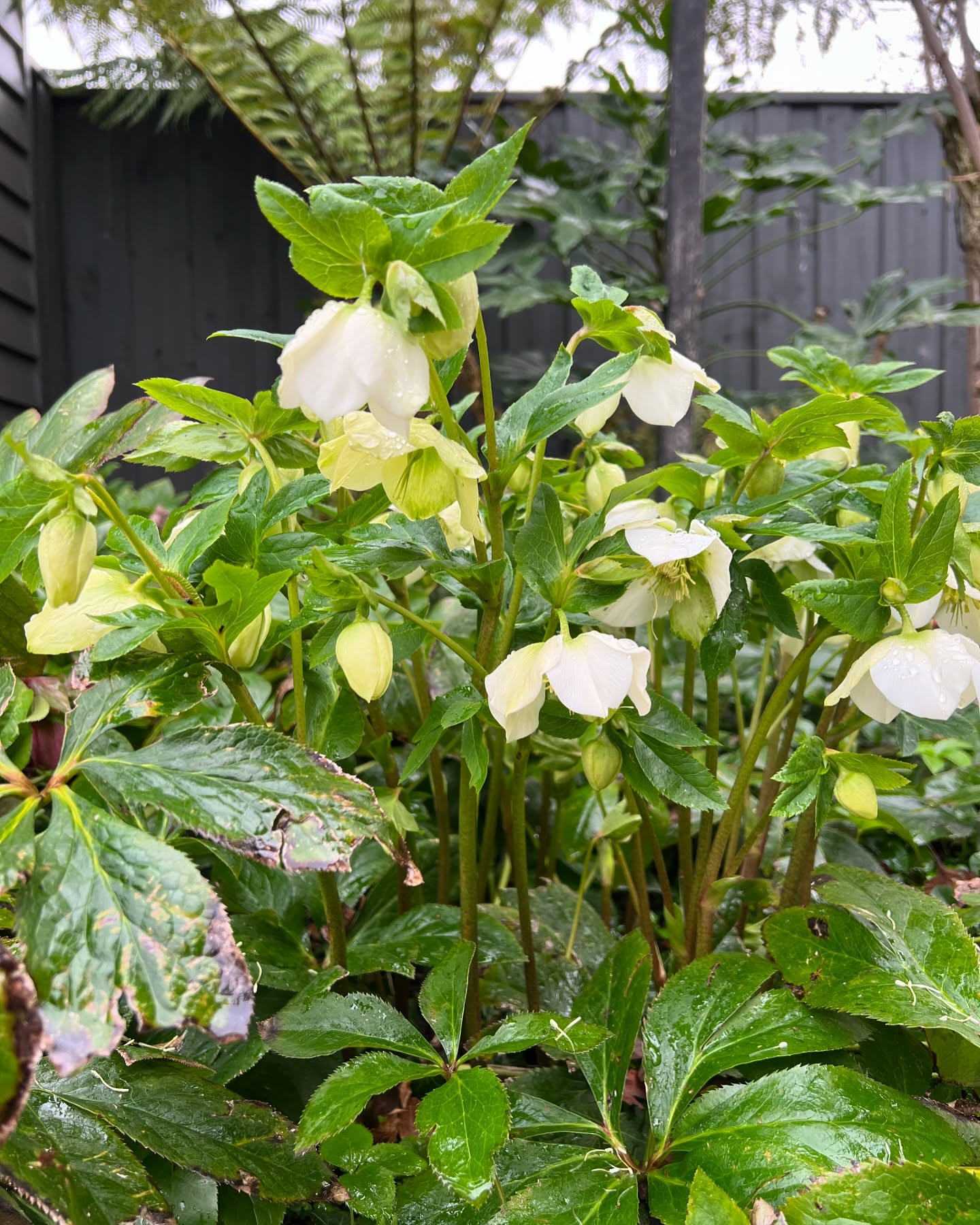 Whilst winter isn’t the best time of year to make use of our garden there is always something of interest to be found. In our fernery we have an underplanting of Hellebores which flower midwinter and consequently are now in bloom. There’s also some Narcissus in the sunken garden that are coming into flower now too.
The Old Rectory is listed by @nationaltrustvic
Booking enquiries via our website or @airbnb
Were rated ⭐️⭐️⭐️⭐️⭐️ by AirBNB and @google
@visitmacedonranges
@daylesfordmacedonranges
@piperstkyneton
#kyneton
#visitkyneton
#hellebores
#oldrectory
#oldrectorygarden
#fernery
#citybreak
#kynetonaccommodation