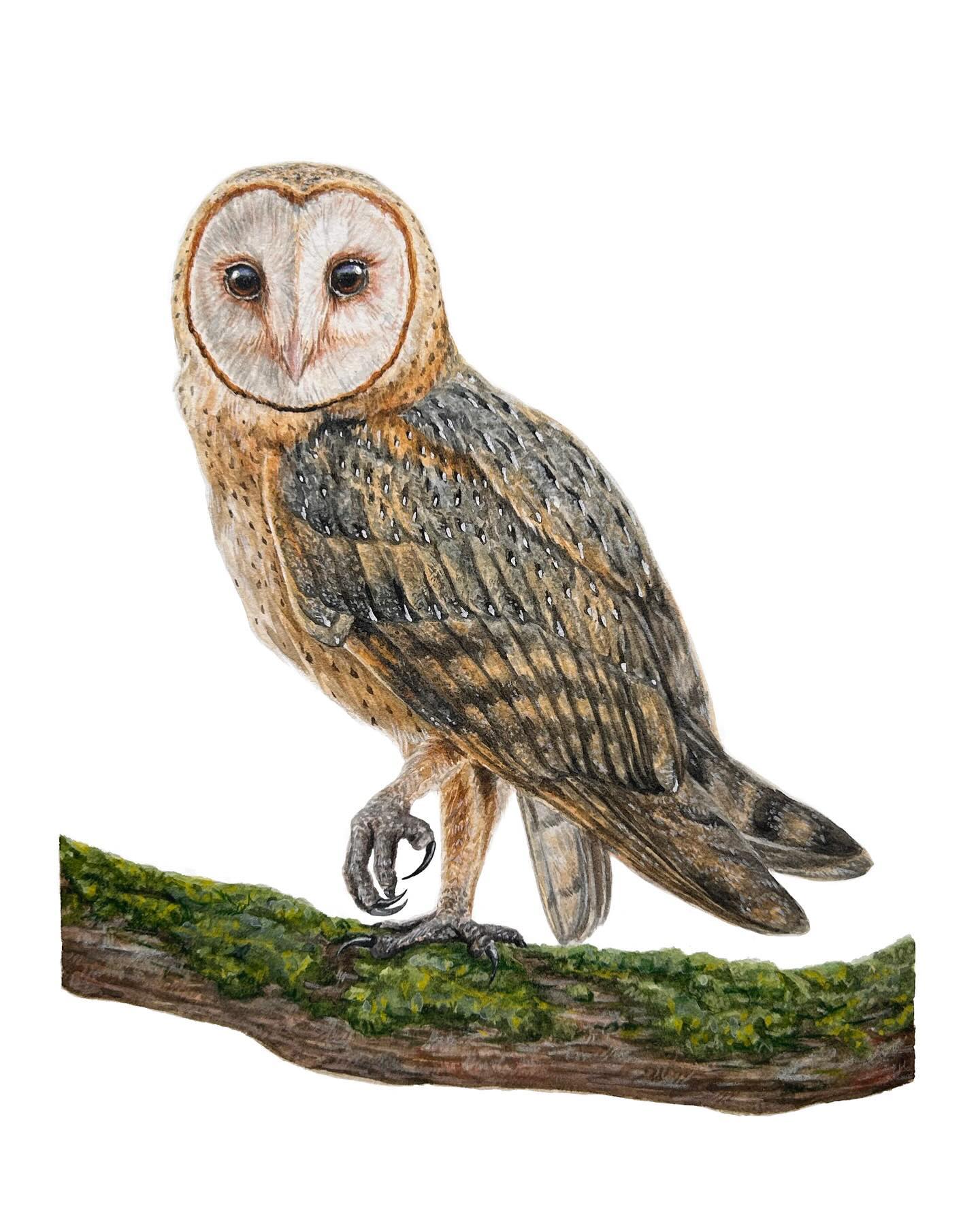I recently finished up one of my favorite commissions to date, and was super excited to share it on here! Barn Owls (Tyto alba) are one of the most widespread species of owls with 27 distinct subspecies.
Their gorgeous heart-shaped faces and intricate plumage made this both an absolute treat but definite challenge to paint.
What’s your favorite owl?🦉
——————
8”x10” watercolor (white gouache) on cold pressed watercolor paper
——————
#lovedrawing #birdsofinstagram #bird #barnowl #barnowlart #owl #painting #gouachepainting #gouache #naturedrawing #watetcolorpainting #watercolor #owlpainting #owlart
