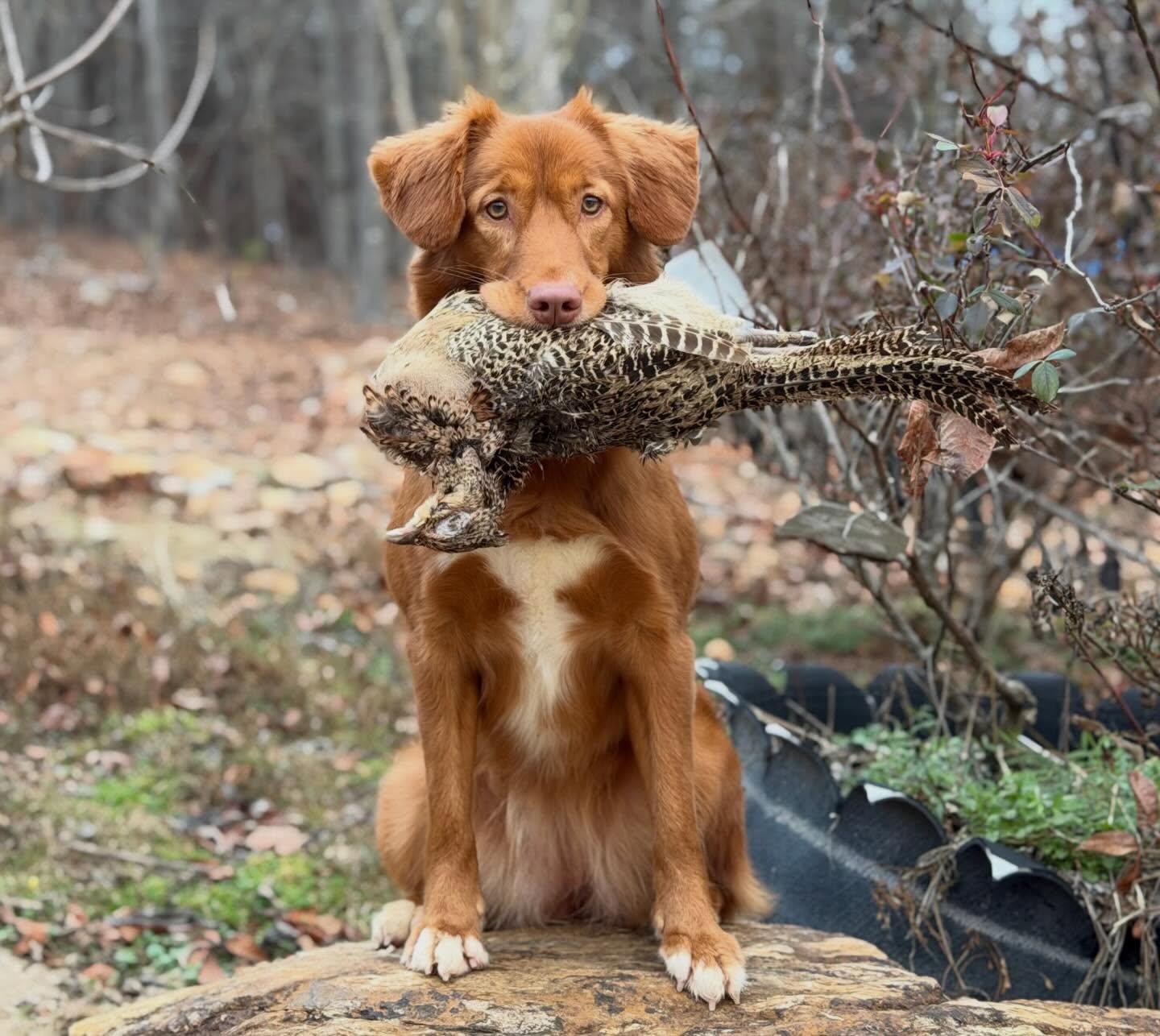 We’ve been working with this show boat Toller, Java and her owner through one on one clinics. A very cool personality. Beautiful dog.