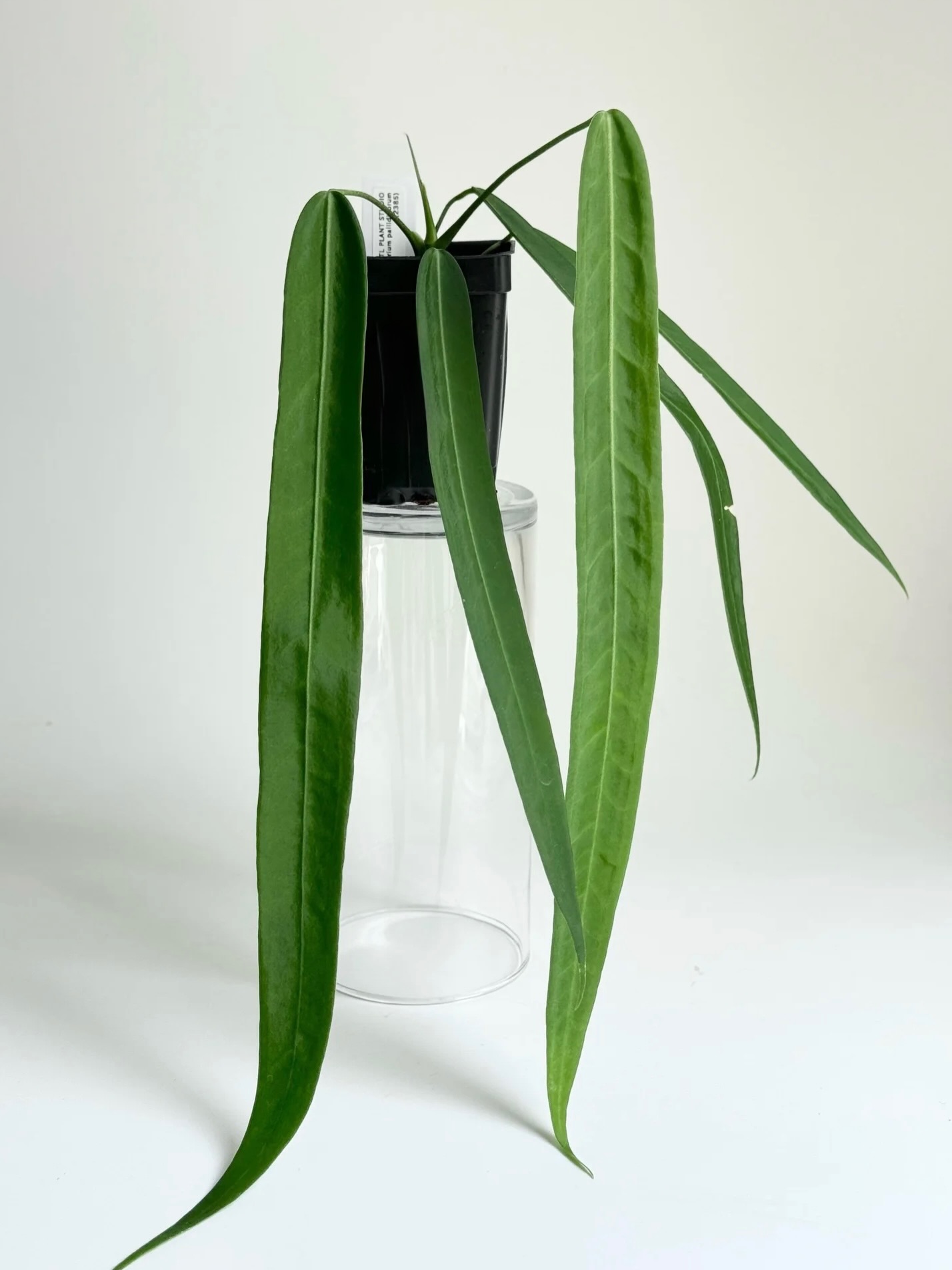 Anthurium Pallidiflorum - Dark, velvety trailing leaves, growing up to 1M , she’s an absolute beauty! Seedlings now available at urbanbotanist.nz $35