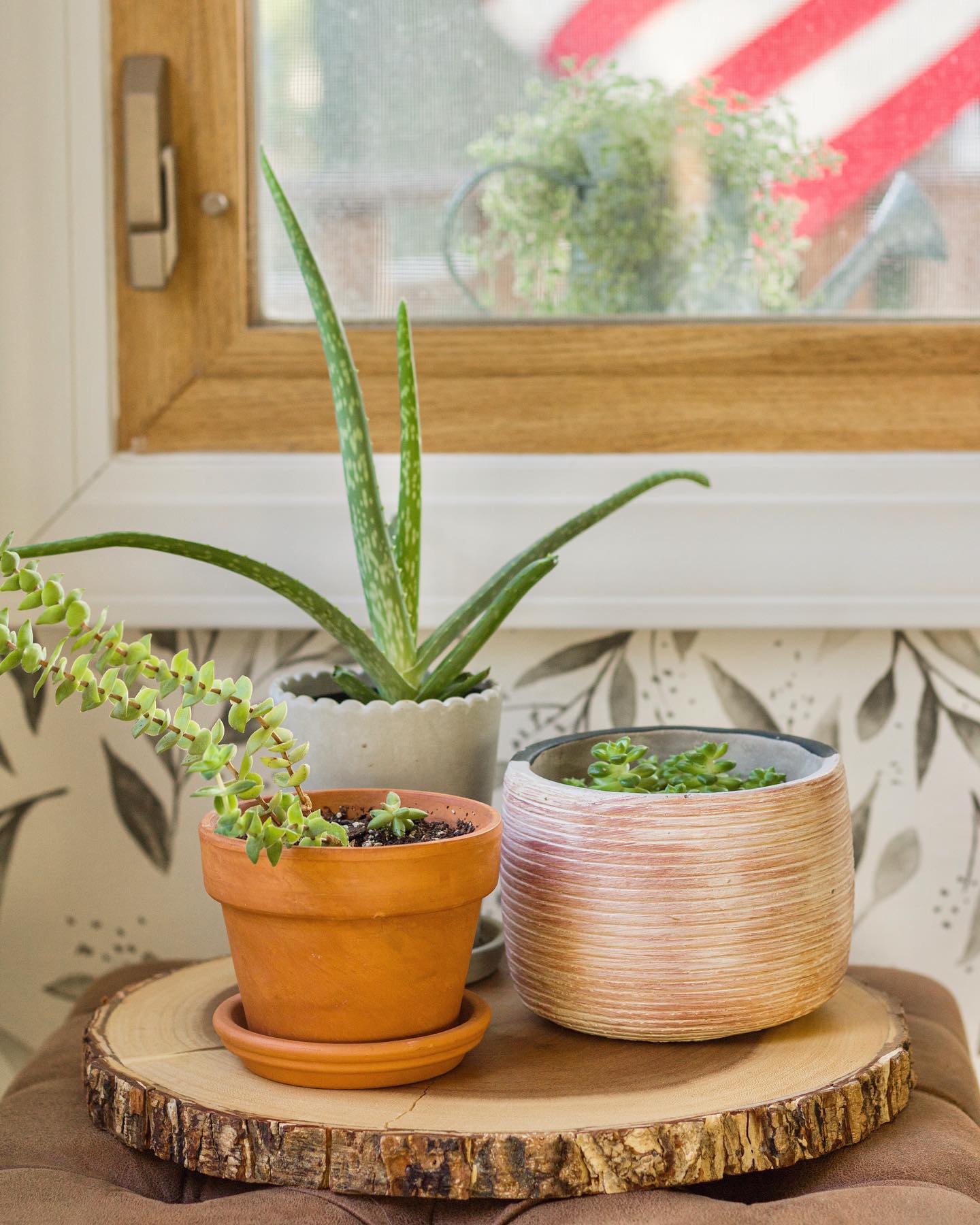 I hope everyone had a Happy Fourth!☺️🤘🏼🇺🇸
.
.
.
#jessiesinteriors #happy4thofjuly #plantlover #plantlife #succulents #aloeplant #plantmom #plantlove #magnoliahome #wallpaper #targethome #floralwallpaper #windowtrim #leatherottoman #terracottapots #woodplatter #planter #loveyourhome #homesweethome #prettyinteriors #interiordesigner #interiordesign #interiorlovers #interiors4all #interiorstyling #interiorphotography