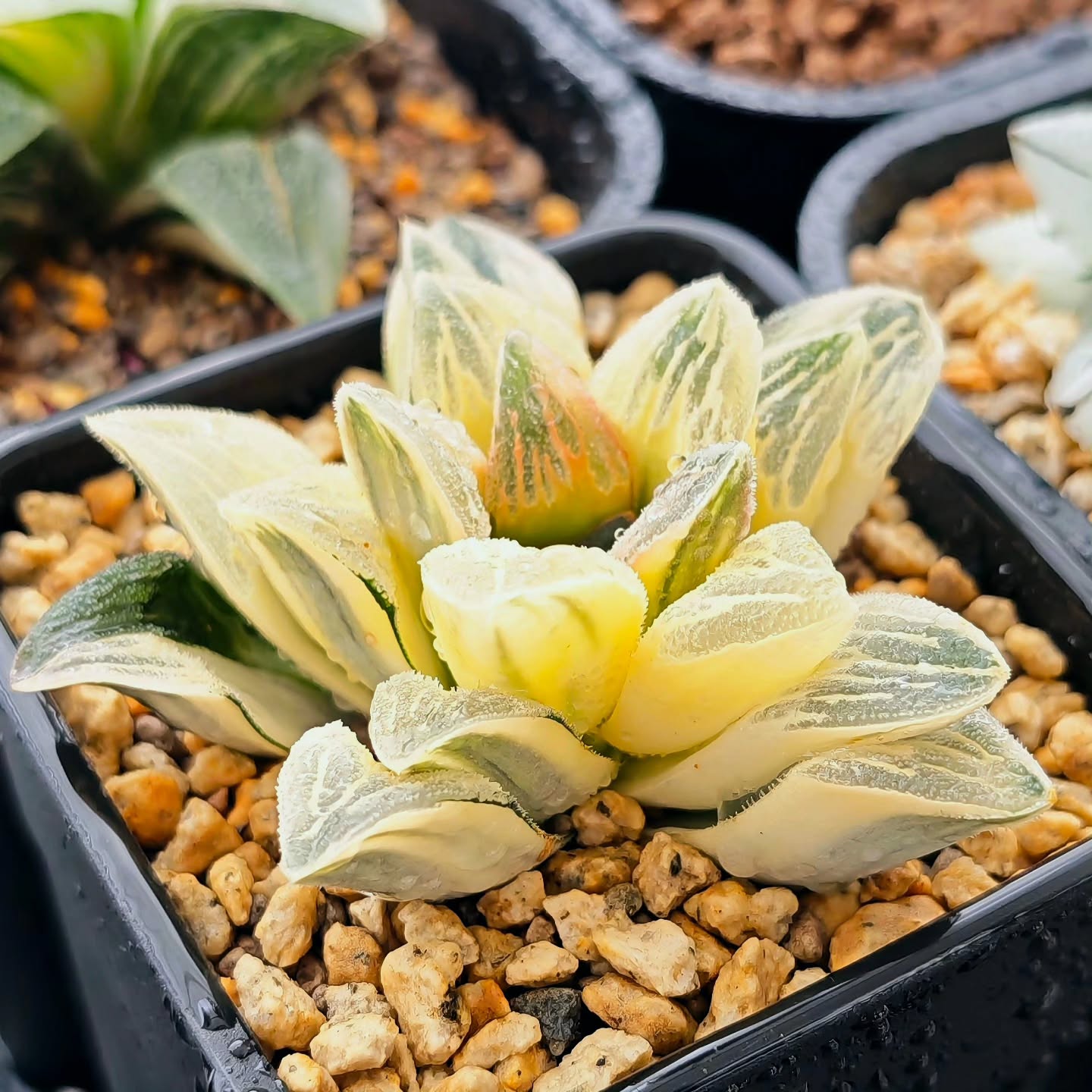 Haworthia Pygmeae 'Tiger' Reverse Variegated
#haworthiapygmaea #haworthiatigerpygmaea #haworthiareversevariegated