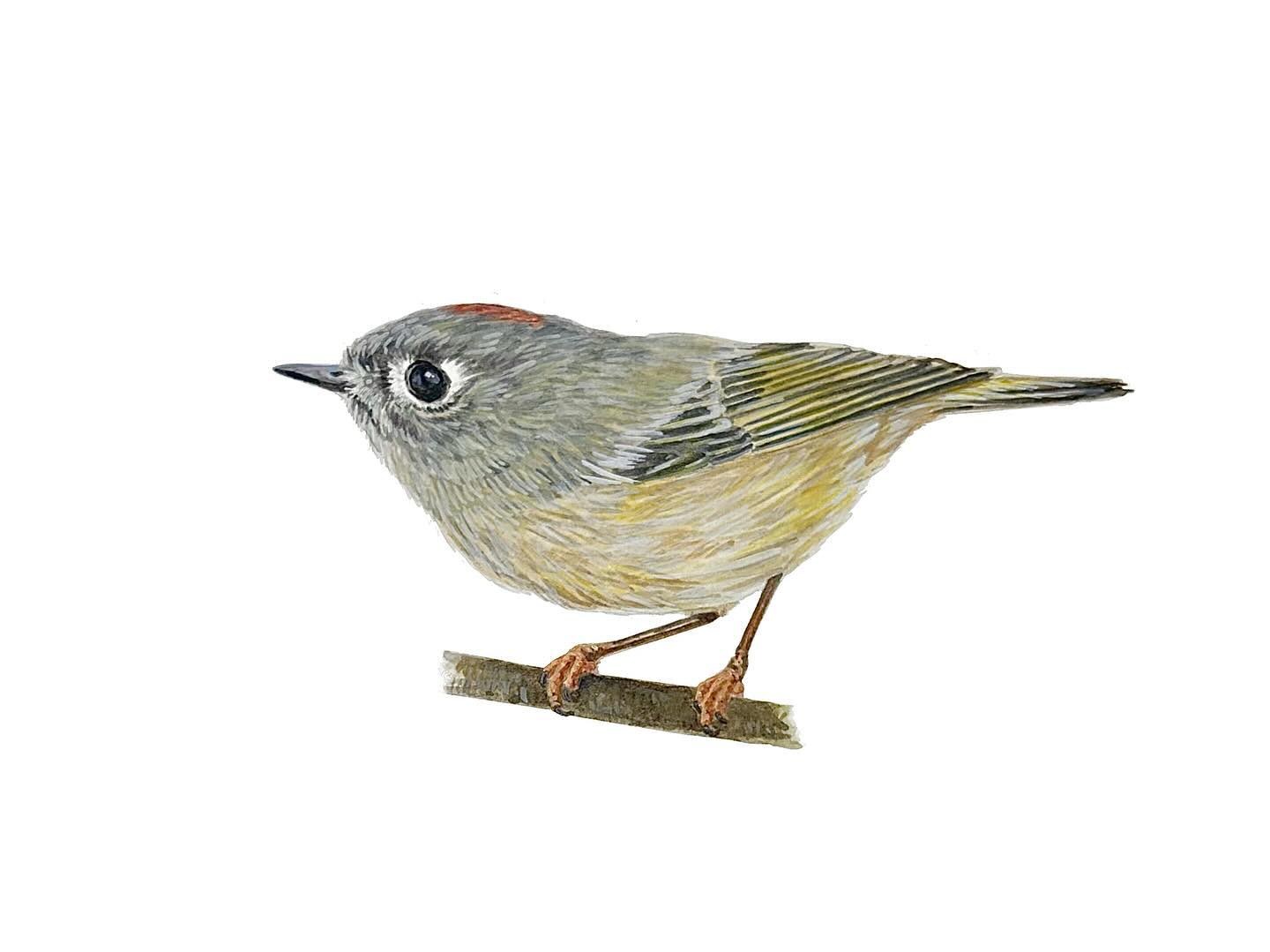 (12) Tiny but Mighty. Kinglets are quite common where I live and are such a pleasure to hear and see. These little birds have such personality and are often seen flitting about and heard calling.
One feature I particularly like is that the males have a gorgeous vibrant red crown, which gives them their name. But it’s not necessarily easily seen, only at the right angle and when the feathers are in the right place can you see them!
Hosted by @kaylafiskbirds #birdtoberclub2023
——————
#lovedrawing #birdsofinstagram #bird #rubycrownedkinglet #corthyliocalendula #kinglet #painting #gouachepainting #gouache #naturedrawing #watetcolorpainting #watercolor #birdtoberclub #birdtober