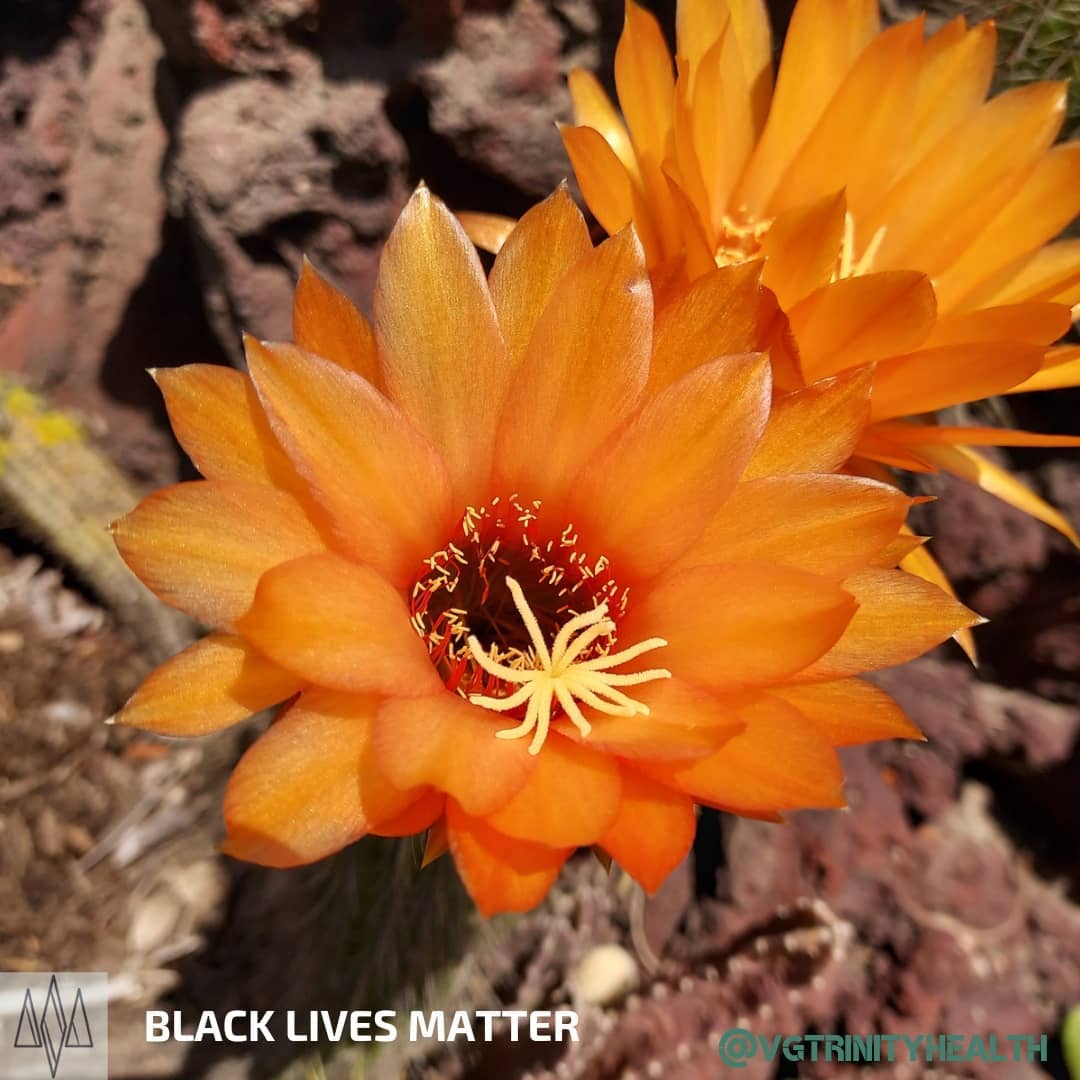 #Flowers can remind of the impermanence of #life, while bringing into appreciation what is perceptible. These desert flowers help highlight the bright spots in what can seem desolate.
P.S. - Be #kind to yourselves and others during this holiday season!
.
.
.
#mentalhealth #awareness #stress #trauma #ptsd #anxiety #depression #mind #body #spirit #health #recovery #gratitude #mindfulness #hope #help