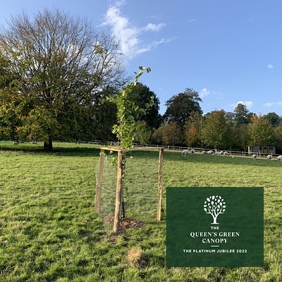We are very pleased to have actually got round to planting and registering our tree as part of the #QueensGreenCanopy. This was an initiative originally created to mark the Queen’s Platinum Jubilee and was to have finished at the end of the year. The has now been extended to the end of March 2023 so that people can plant a tree in memoriam to honour Her Majesty. Our tree is an elm tree with hopefully good resistance to the fatal Dutch elm disease. #QueensGreenCanopy #castlemanscottages #holidaycottage #selfcatering #staycation #weekendbreaks #shortbreaks #dogfriendly #visitsedlescombe #visiteastsussex #visitkent #1066country