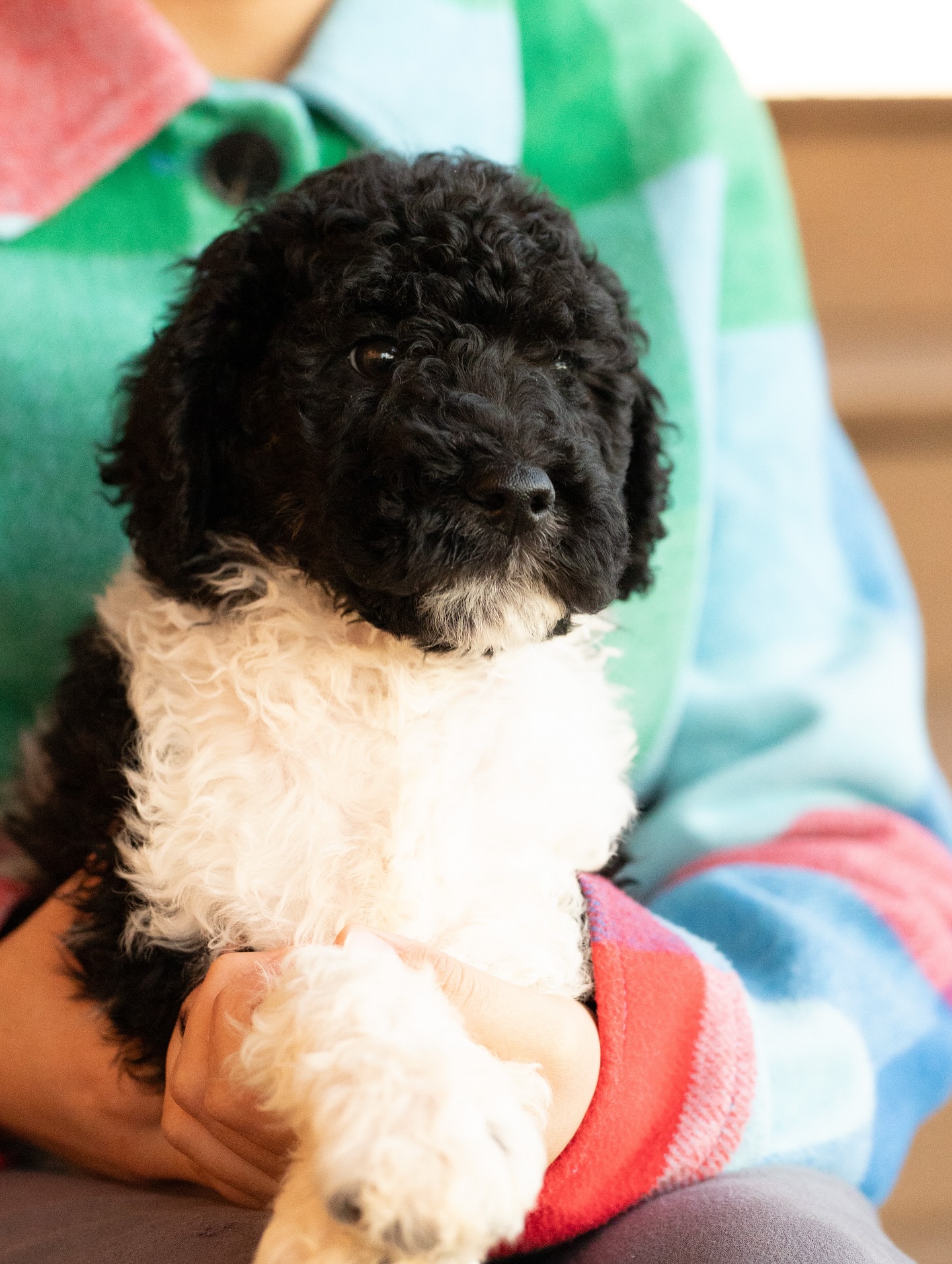 Which one would your bestie pick?? These are the last two boys available from our current litter of Standard Poodles. They are both parti poodles 🤩
The first boy featured is Reiny and the boy with a little white on the top of his head is Sticky ❤️🥰
If you’d like to see a video of the boys check out our YouTube video here https://youtu.be/NDXdDy1H8f4?si=CbMMd1LH12IIVzbv
#standardpoodlepuppy #standardpoodlepuppies #partipoodle #poodlepuppies