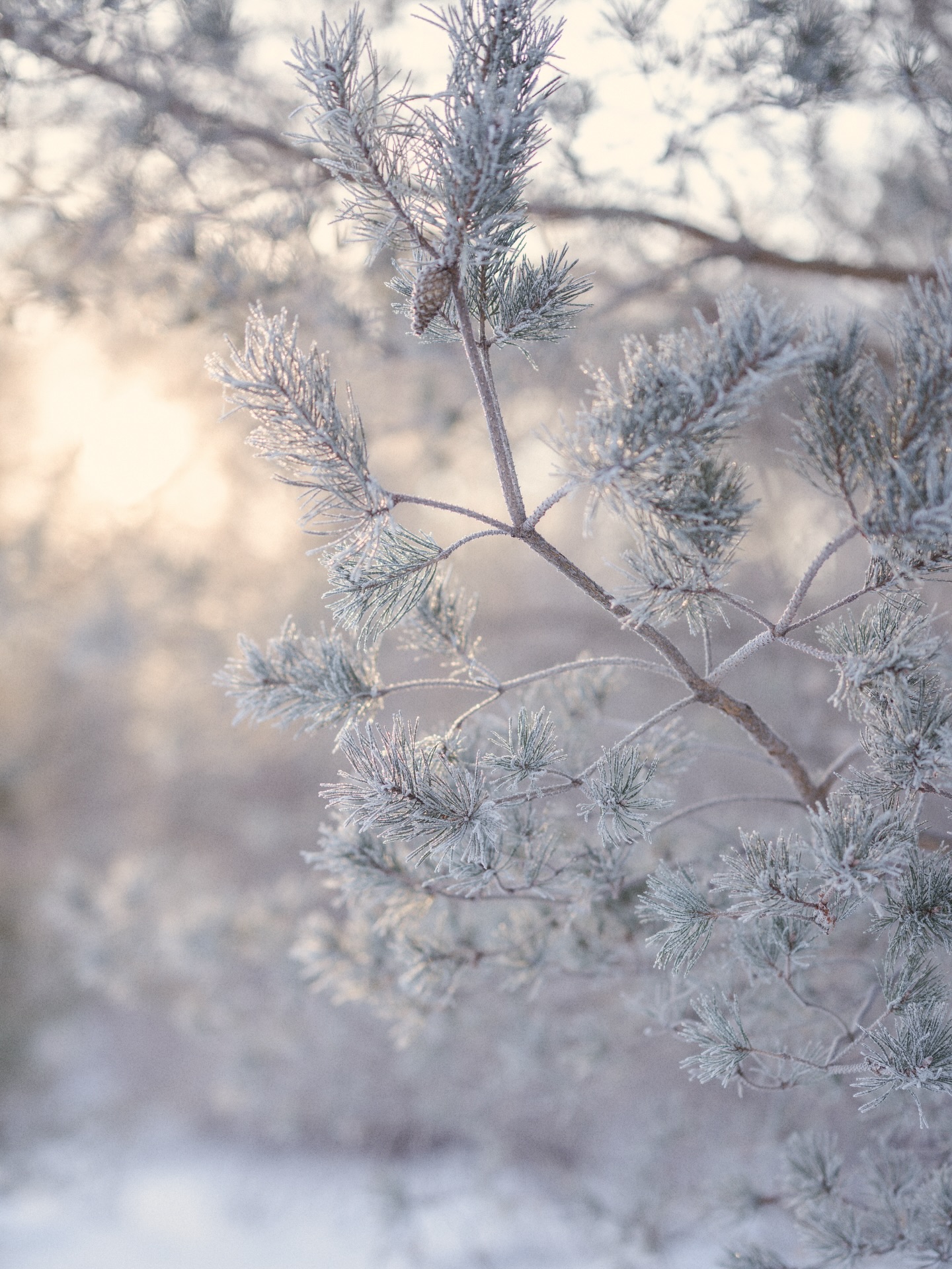 Magic all around on the coldest days yet đ¤đ
#winternature #natureandnourish #snowyscenes