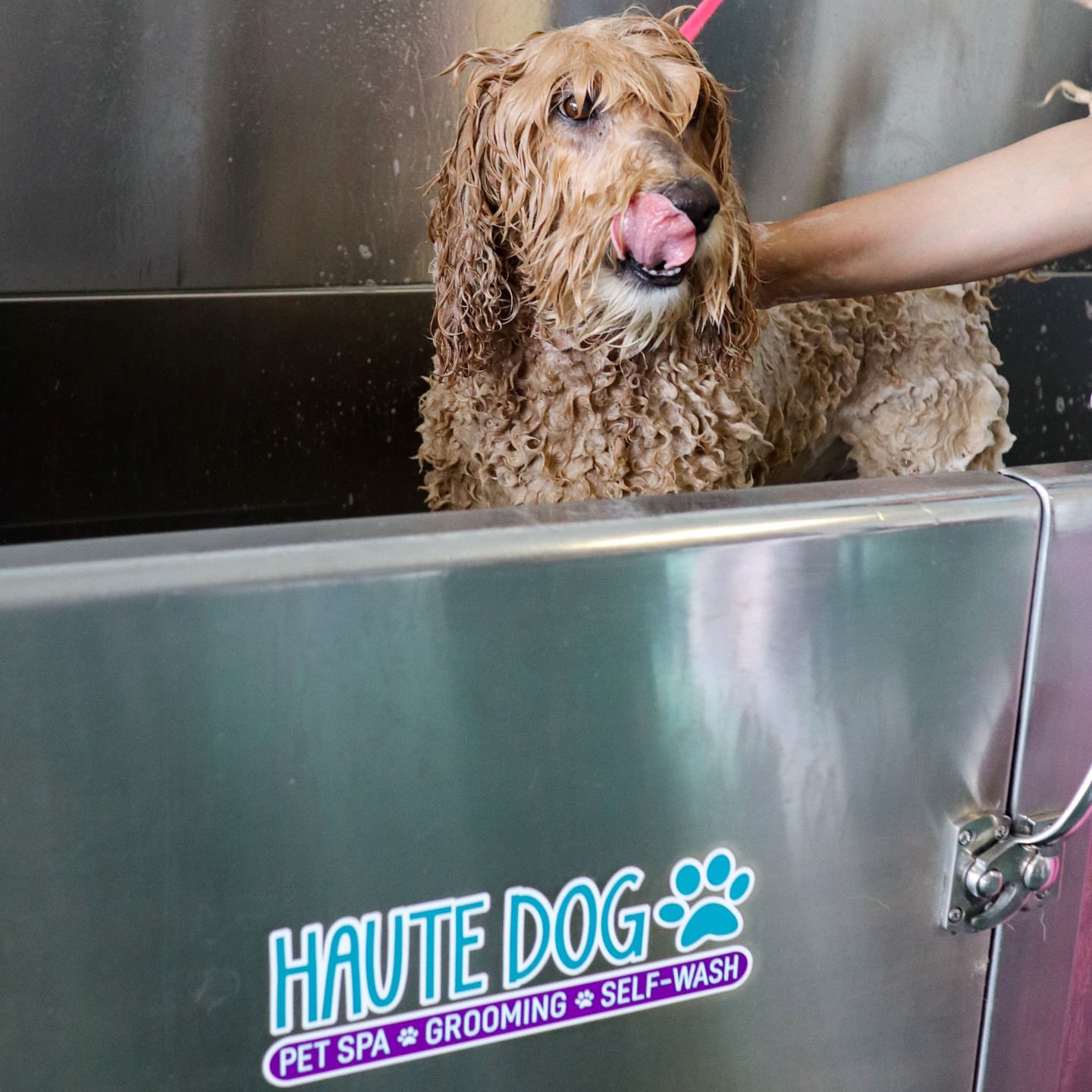 Abby enjoys her relaxing bath with our advanced bathing system! Our baths infuse oxygen, all-organic tear-free shampoo and conditioner and warm water to give your fur baby the best experience!