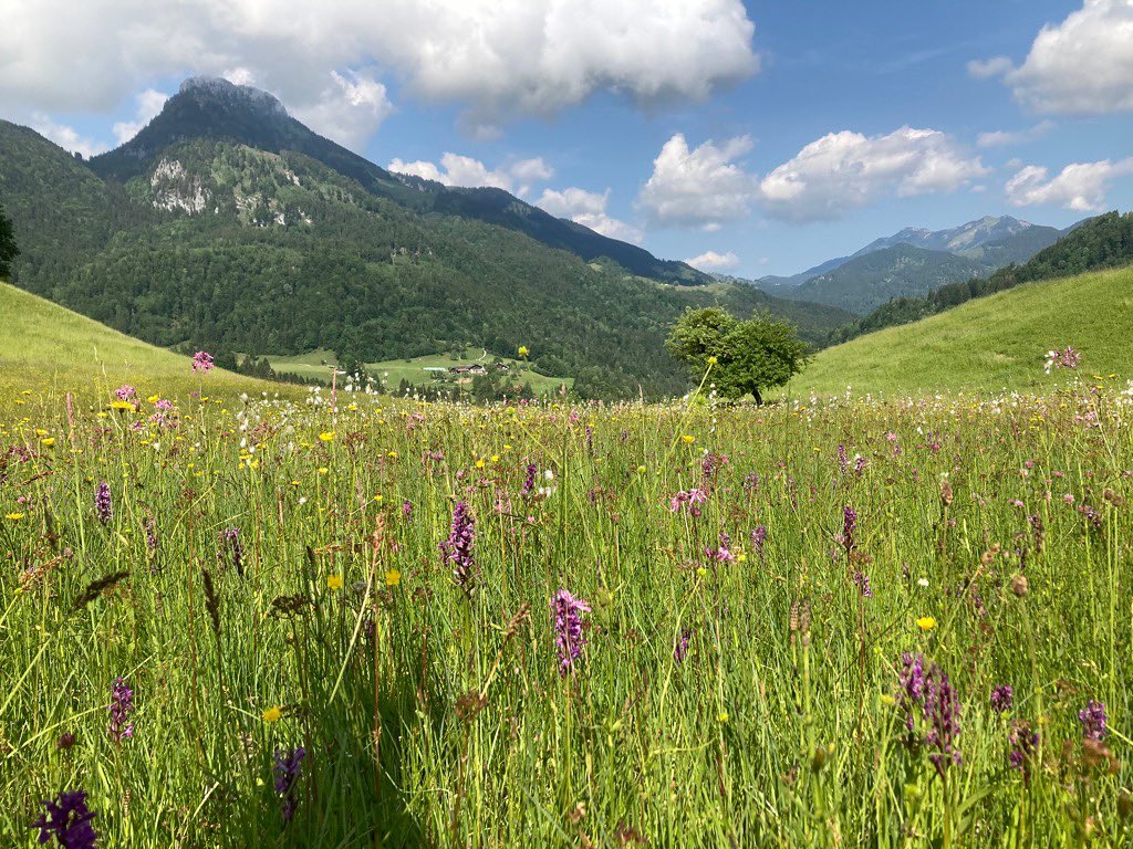 Viele Blumen zieren unsere Wiesen, wie hier unter anderem das geschützte Knabenkraut, eine heimische Orchideenart, die selten geworden ist. Die große Artenvielfalt liegt uns am Herzen!