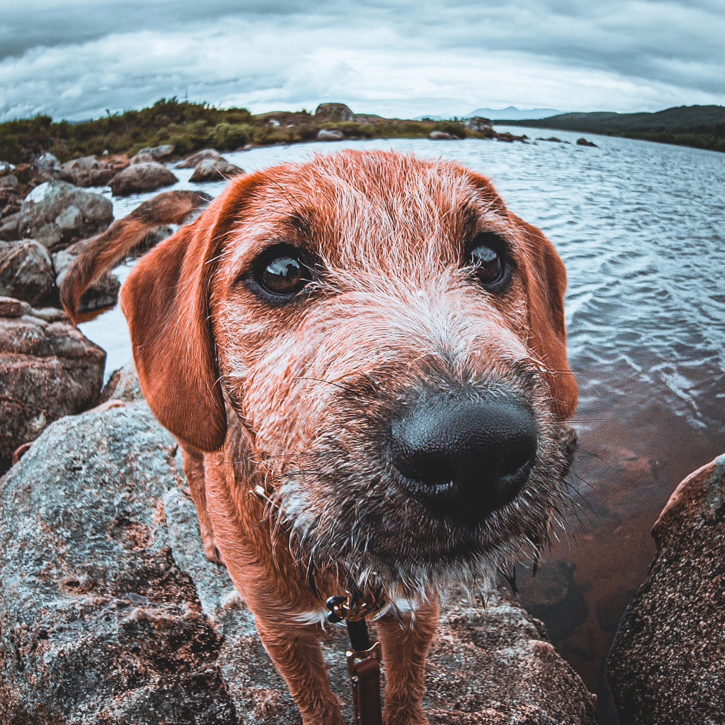 Happy International Dog Day!
.
.
.
.
.
#internationaldogday #dog #canine #dogstagram #pooch #pets #rescuedogsofinstagram #dogstrust #dogphotography