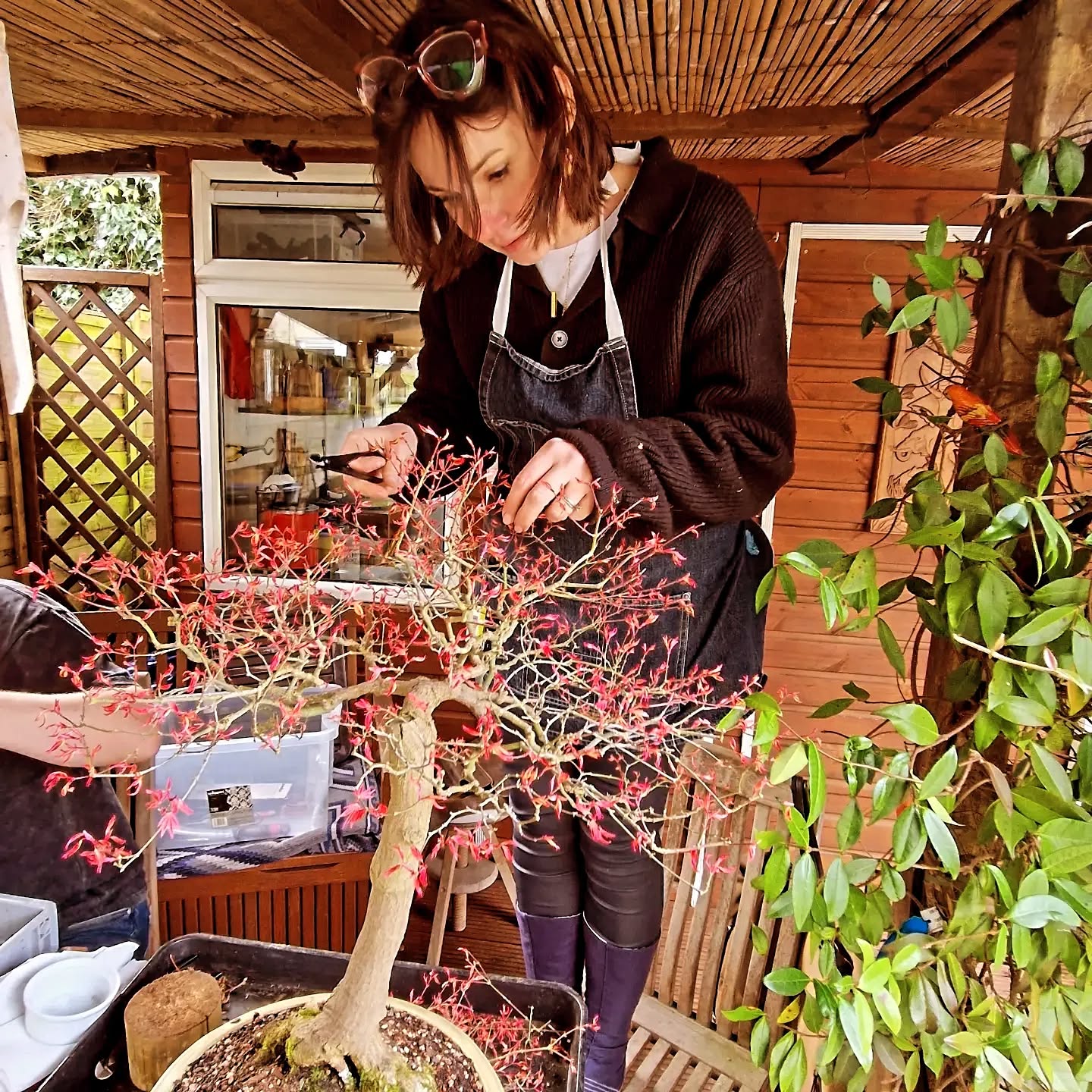 #bonsai #bonsaitree #bonsatrees #maplebonsai #japanesemaplebonsai #seigenbonsai #bonsailondon #bonsaiclass #bonsaiworkshops #makebonsai #ma-kebonsai #permabonsai