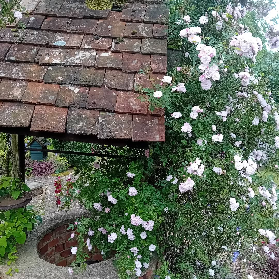 Is it just me, or are rambling roses looking awesome this year?