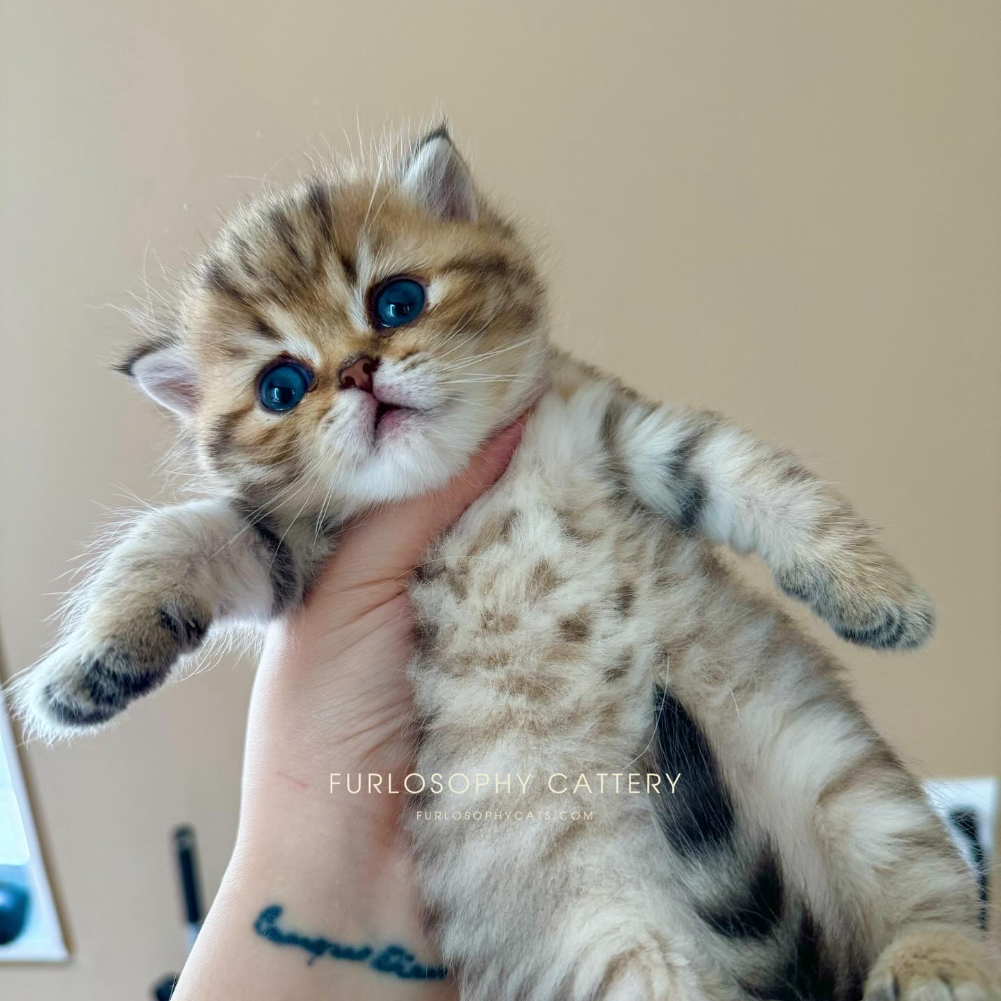 Litter U• Zabava x Quasar🩶
You are gods gift to me🎁🫶🏽🫶🏽
#kitten #kittenlove #britishshorthair #cat #cats #catlover #kitty #kittycat #kittensofinstagram