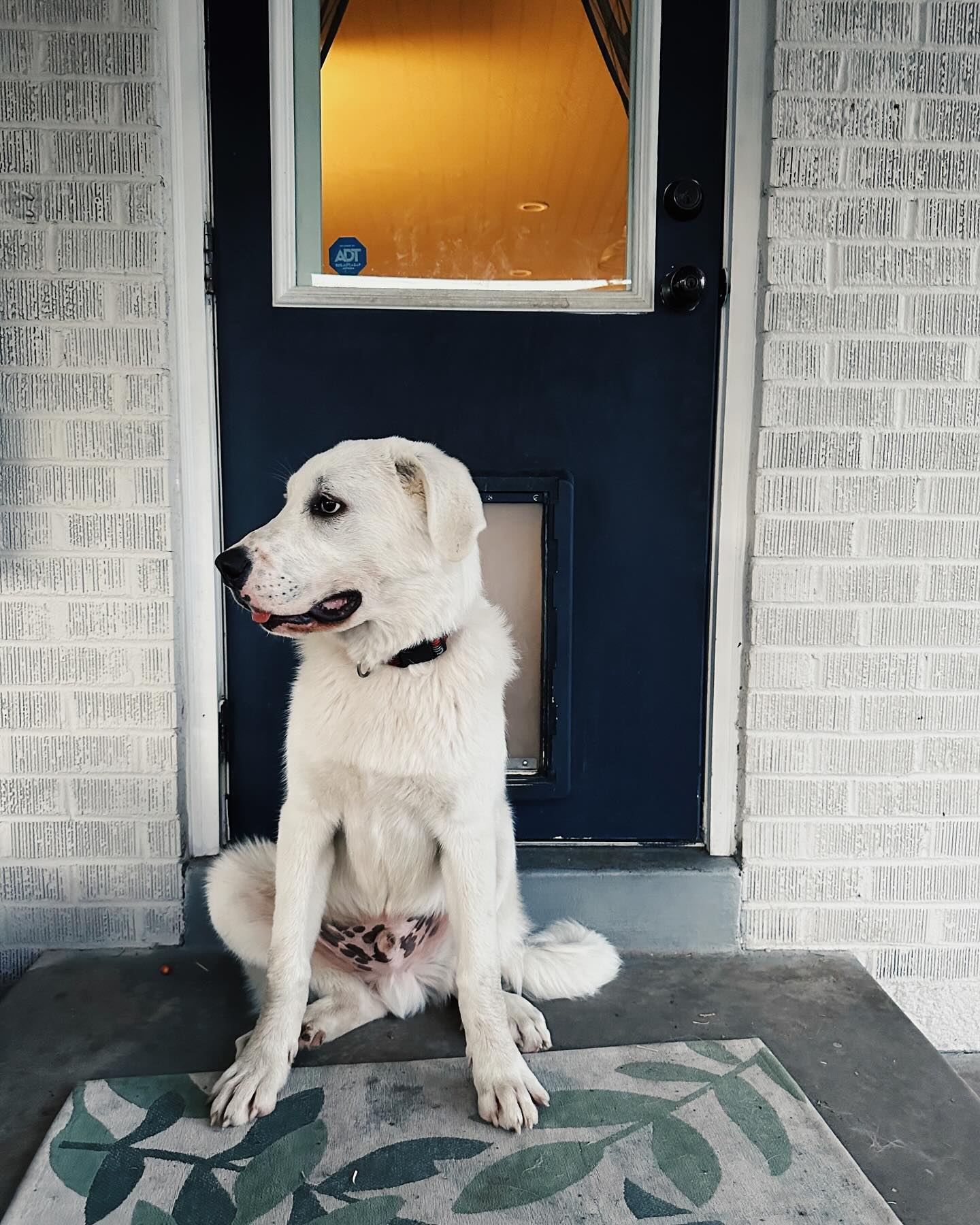 Two months with Oquirrh at Two Mom sanctuary and it has been nonstop fun, chaos, patience, learning, and getting excited about his future in Virginia. Heās six months, 80+ lbs, and has a DNA kit being tested right now. We are working with @junipertrails to set him up for success as a social farm dog, since the social piece can be tougher w protective working breeds. He loves to have a job, loves his birdies, and loves to help in the garden even though we keep telling him we really donāt need his additions. He is a two mom pup through and through and will drop everything if we are offering snuggle time. We love him so much it hurts. The best Oqui boy.