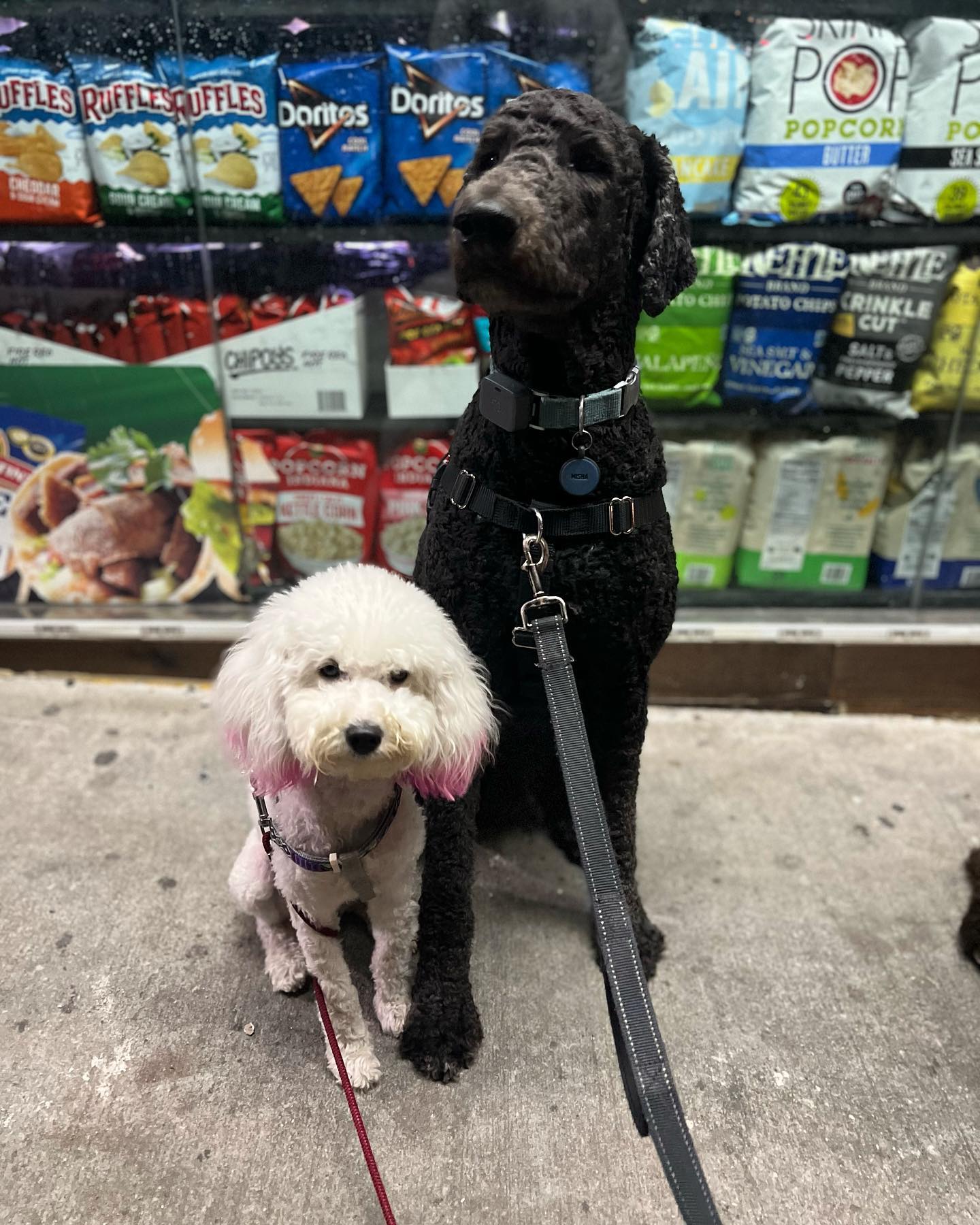 Bodega Nights 🌃 #houndboundfamily #houndbound #houndboundnyc #dogs #doglover #dogwalking #dogwalker #dogwalkernyc #dogsitter #pets #petsitter #petsitting #nycpetsitter #brooklyn #crownheightsbrooklyn #bedstuy #bedfordstuyvesant #parkslopebrooklyn #southslope #downtownbrooklyn #fortgreene #flatbush #prospectparkwest #prospectleffertsgardens #kensingtonbrooklyn#prospectparkbrooklyn#bushwick#williamsburg