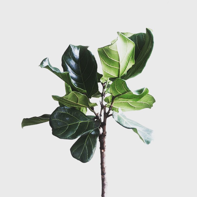 Plants need light, water, air, and care to survive. They require attention, some more than others, some far less than others, and this level of care changes along with their surroundings…..
Pt. 1
#selfcare #selfcare #mentalhealth #life #plants #nurture #breath #love #support #attention #relationships #anxiety #depressionhelp #griefsupport #grief #relationships #growth