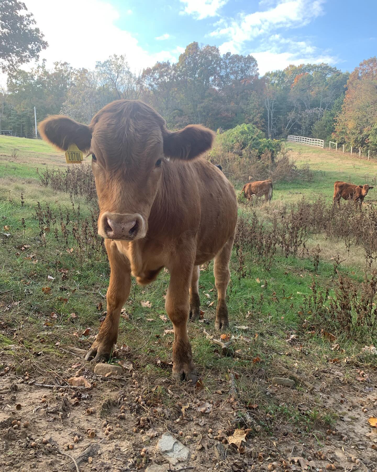 Happy Thanksgiving! Only a couple weeks out from winter harvest. Make sure to check out all of Clint’s partners!
#akaushi #clintscattle #beef #gelbvieh