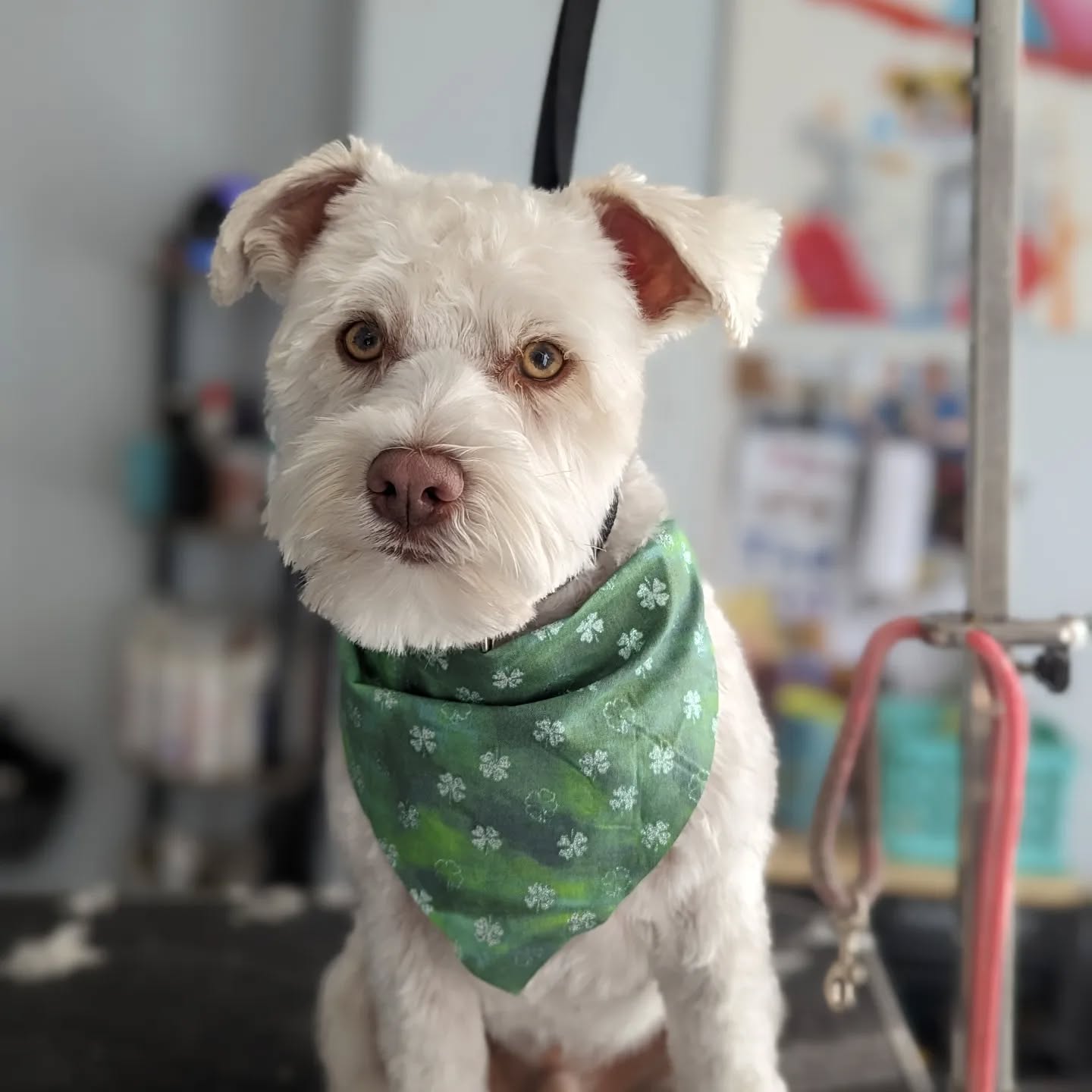 Dogs have more than 18 muscles to control their ears. Doesnโt sound like a lot? Well, consider that humans only have six. No wonder theyโre always scratching their ears โ thereโs a lot going on in that area.
Ft. Oli ๐ถ
#saltydogpetspa #groomingbylexi #menomoneefallssmallbusiness #menomoneefallsdowntown #menomoneefallsgrooming #saltydogs #mkegrooms
