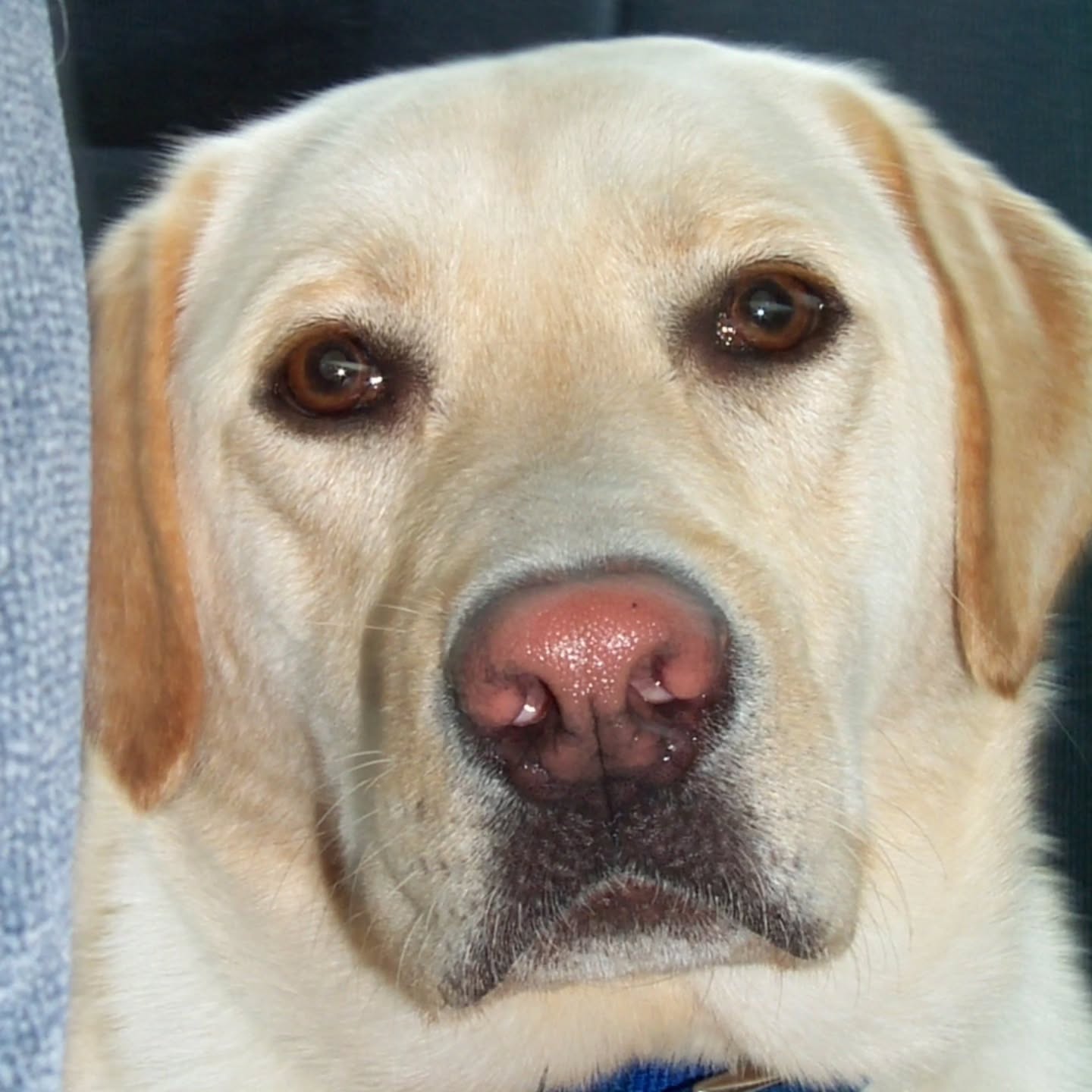 Have you ever looked at your pet and wondered…🤔
Are they truly happy? Do theykniw how much I love them? Am I doing enough?
These questions come from the love we have in our hearts!. Our pets may not speak our language, but they are always communicating in quiet, meaningful ways.
If your heart has been feeling called to understand how your pet is really feeling — and what they want you to know — I’d be honored to help you listen. 🐾❤️
✨ Animal Communication Sessions are available this week.✨️
www.jodycrotty.com