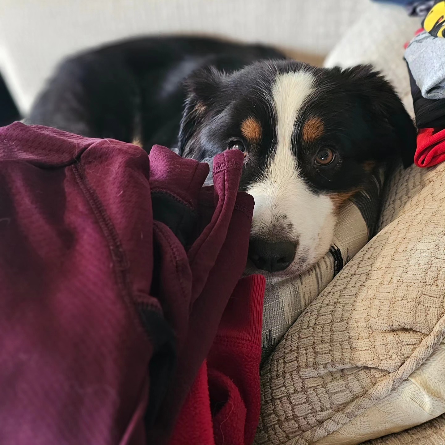 Kira in the folded laundry 🤭💓 @ladyehgo @taggie_pants @renie0619