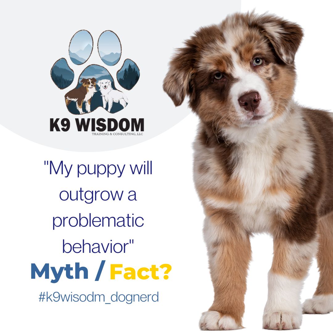 🐶 MYTH vs FACT 🐶
❌ MYTH:
"My puppy will outgrow that problematic behavior."
✅ FACT:
Most puppies don't outgrow behaviors — they grow INTO them if nothing changes.
Jumping, nipping, barking, reactivity, leash pulling…
These behaviors are practiced, and practice makes permanent.
What looks "cute" at 12 weeks can feel overwhelming at 12 months.
✨ The good news:
Early guidance + clear communication = a puppy who learns better habits before the behavior is hard-wired.
👉 Training isn't about fixing a "bad puppy."
It's about teaching skills before frustration sets in — for both of you.
Start early. Train smart. Future you will be grateful.
Seeing those "they'll grow out of it" behaviors already?
👉 Our Puppy Kindergarten class starts February 20th at 5:30pm
We'll help you build good habits before the bad ones stick.
#k9wisdom_dognerd #puppytraining #dogtrainingtips #puppykindergarten #positivereinforcement #puppysocialization #dogtrainer #northerncolorado