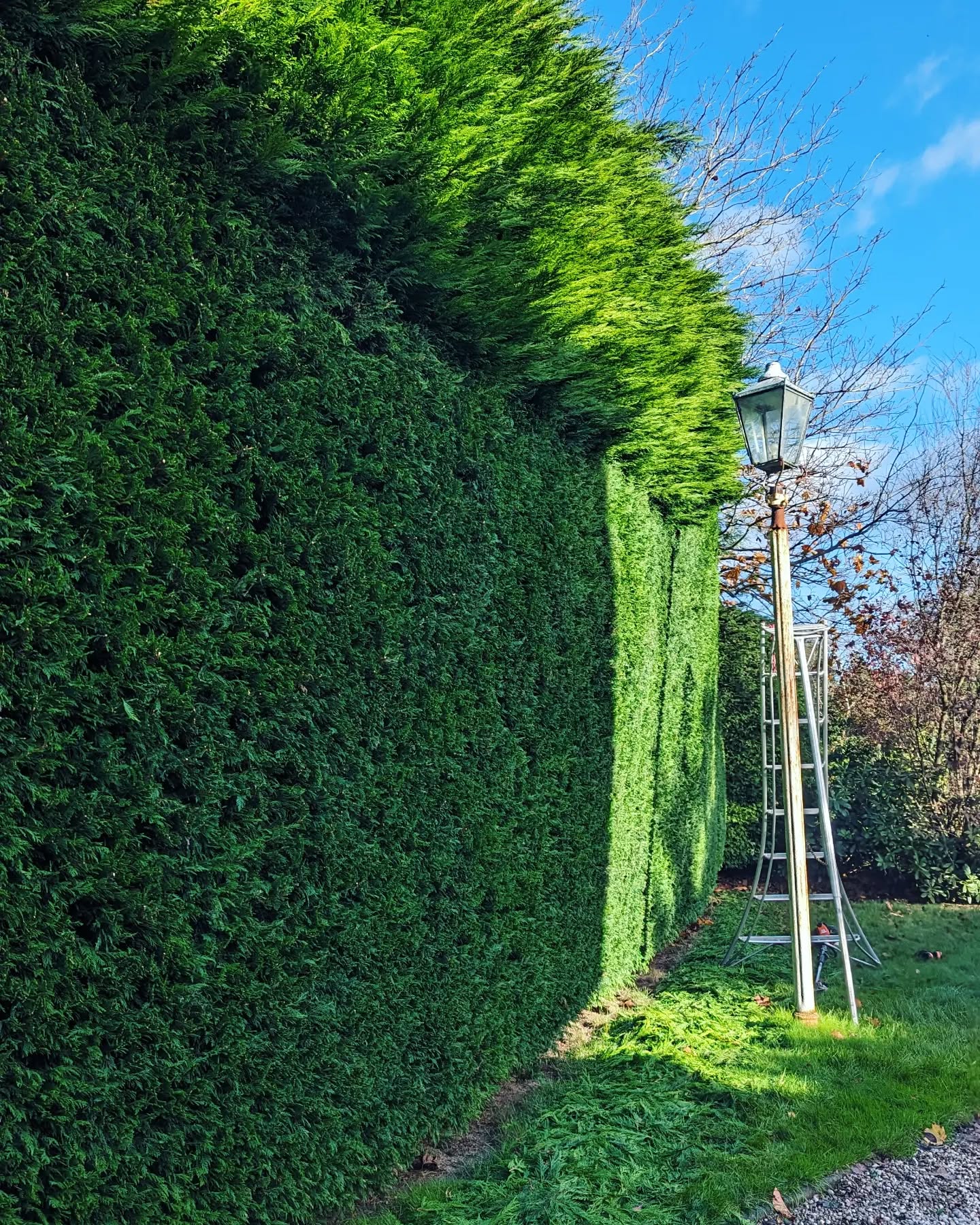 Fantastic mature conifer being trimmed for @rich_tree_works
