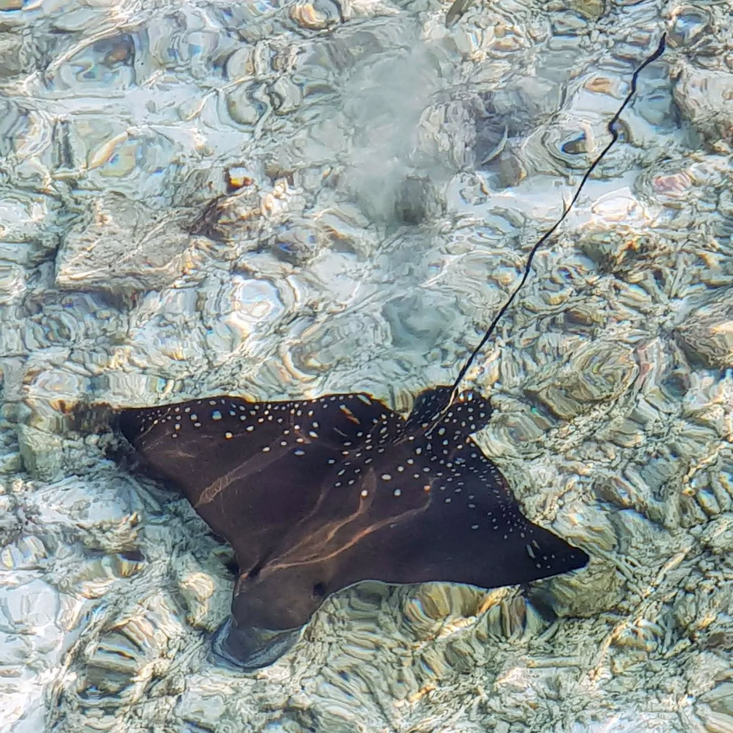 "So God created the great creatures of the sea and every living thing with which the water teems and that moves about in it" (Genesis 1:21 NIV) #rays #Maldives #reethifaruresort #lifeinthesea #nature #ocean #bible #scripture #creation